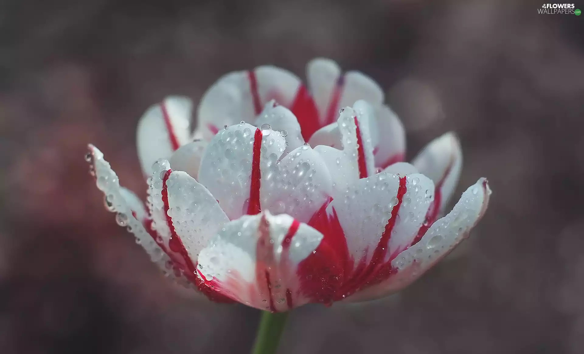 Colourfull Flowers, drops, rapprochement, tulip