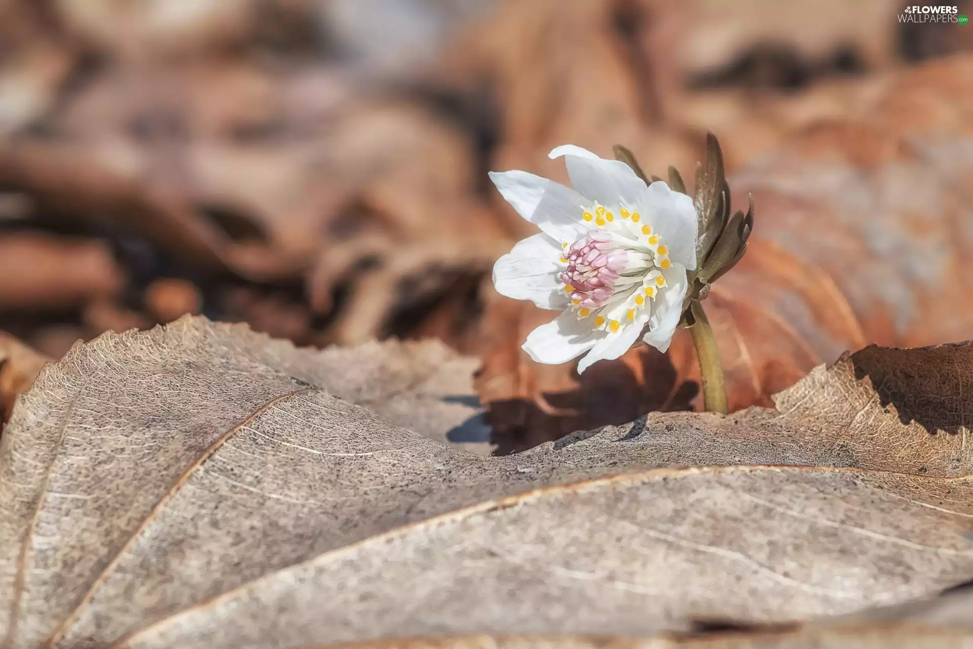 Colourfull Flowers, dry, Leaf, anemone