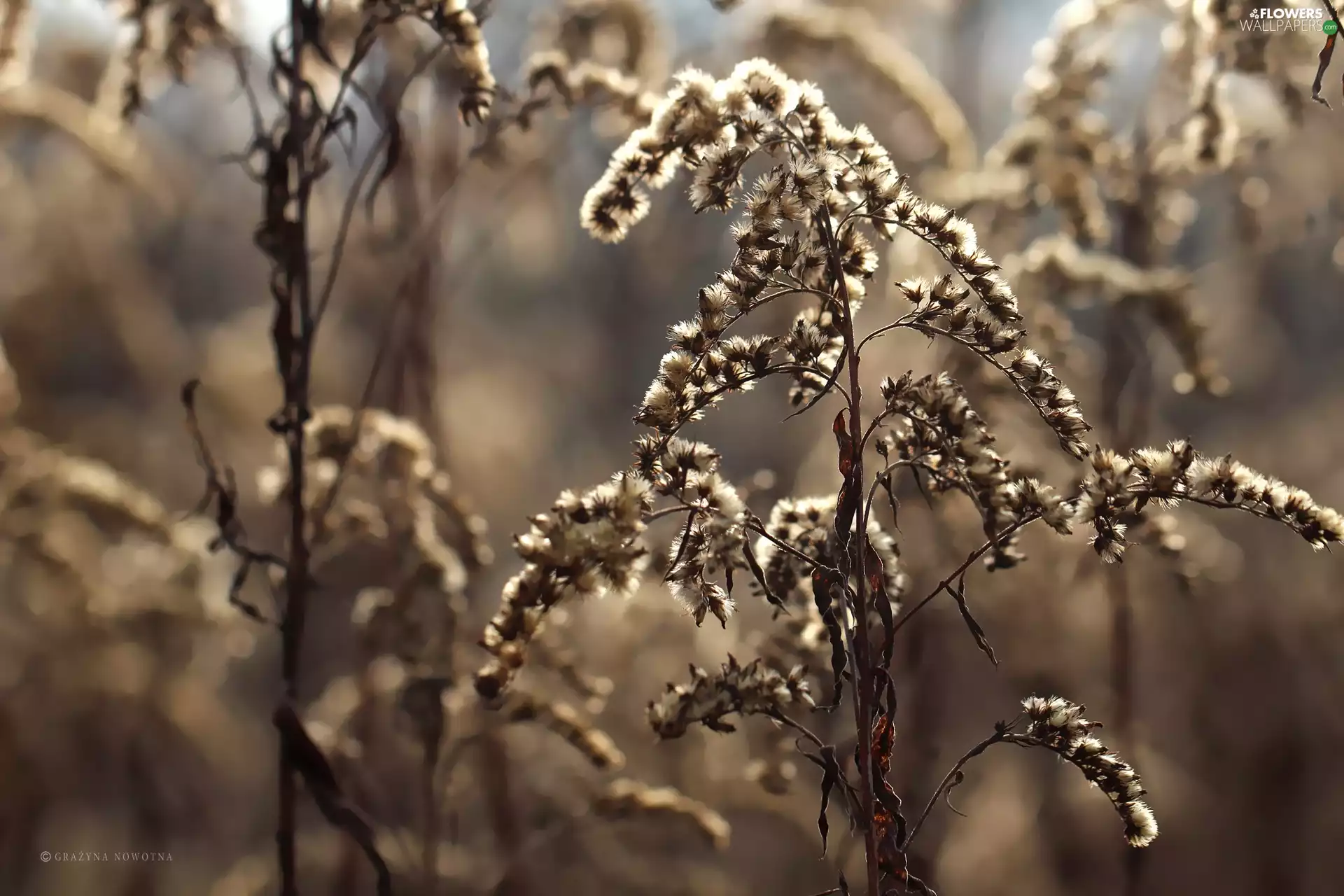 Flowers, Goldenrod, dry