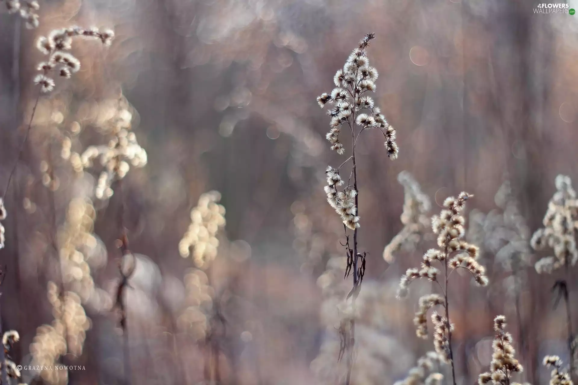 Flowers, Goldenrod, dry