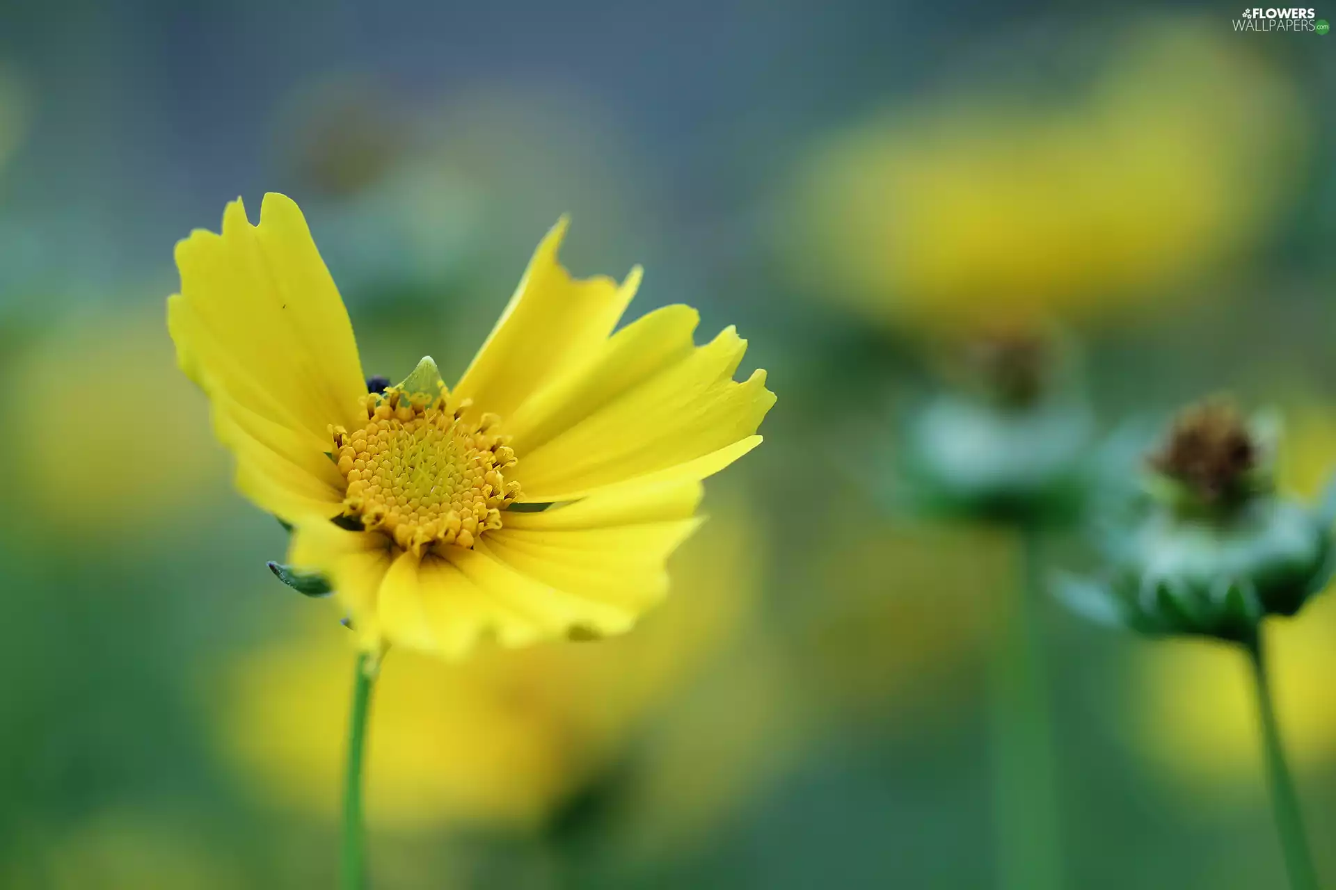 Colourfull Flowers, Early Sunrise, Yellow