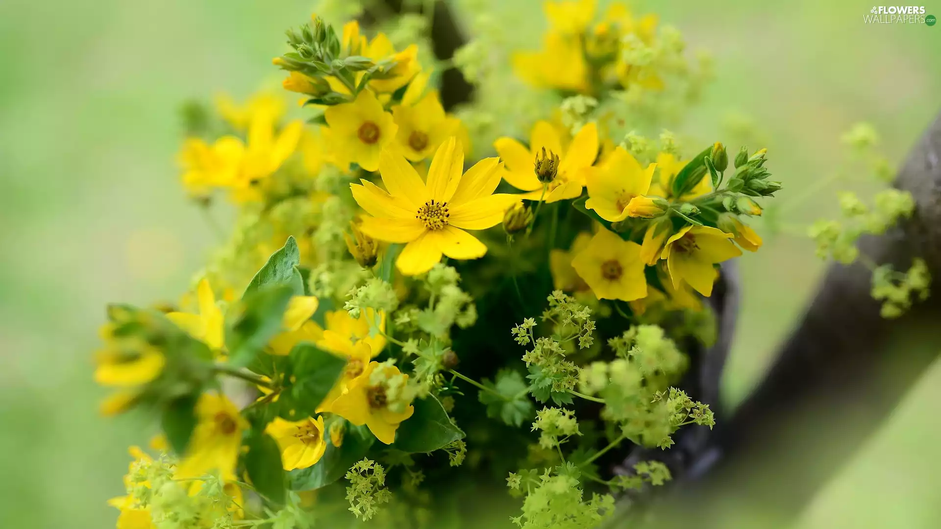 Early Sunrise, Yellow, Flowers