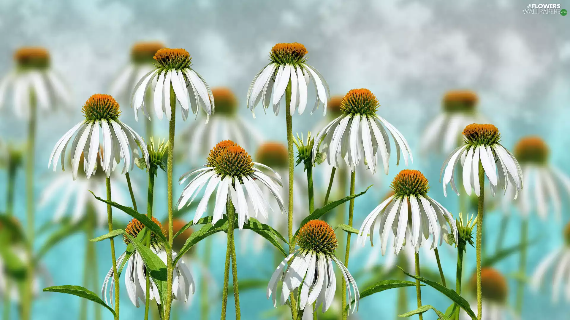blur, Flowers, Eastern White Coneflower