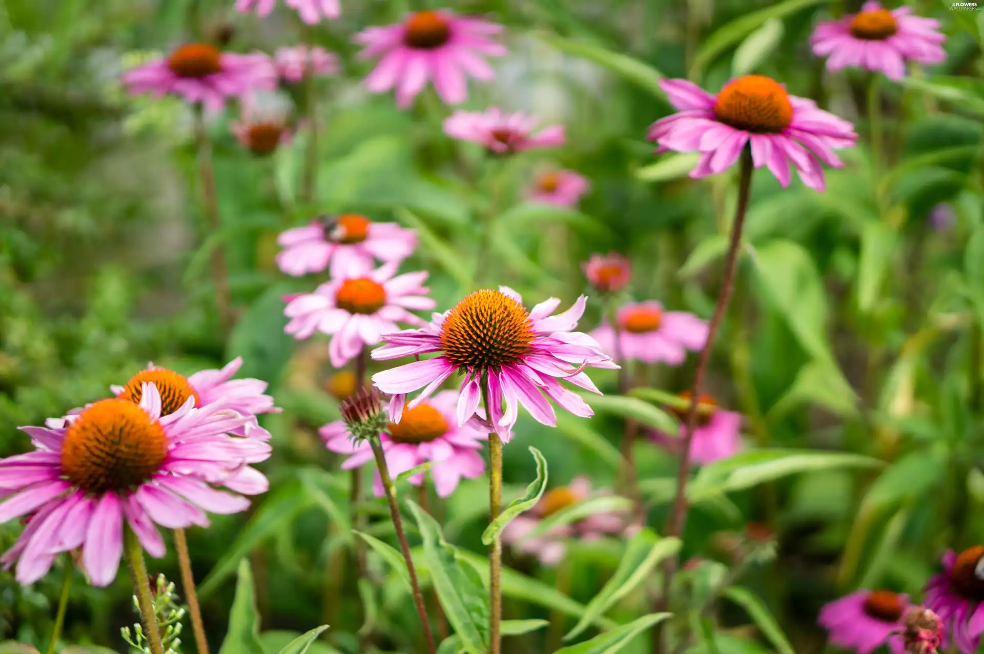 Flowers, echinacea