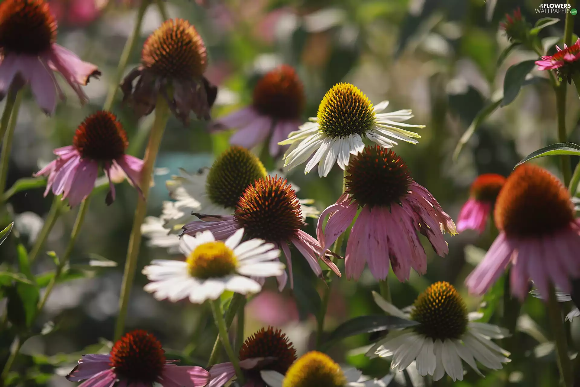 Flowers, color, echinacea