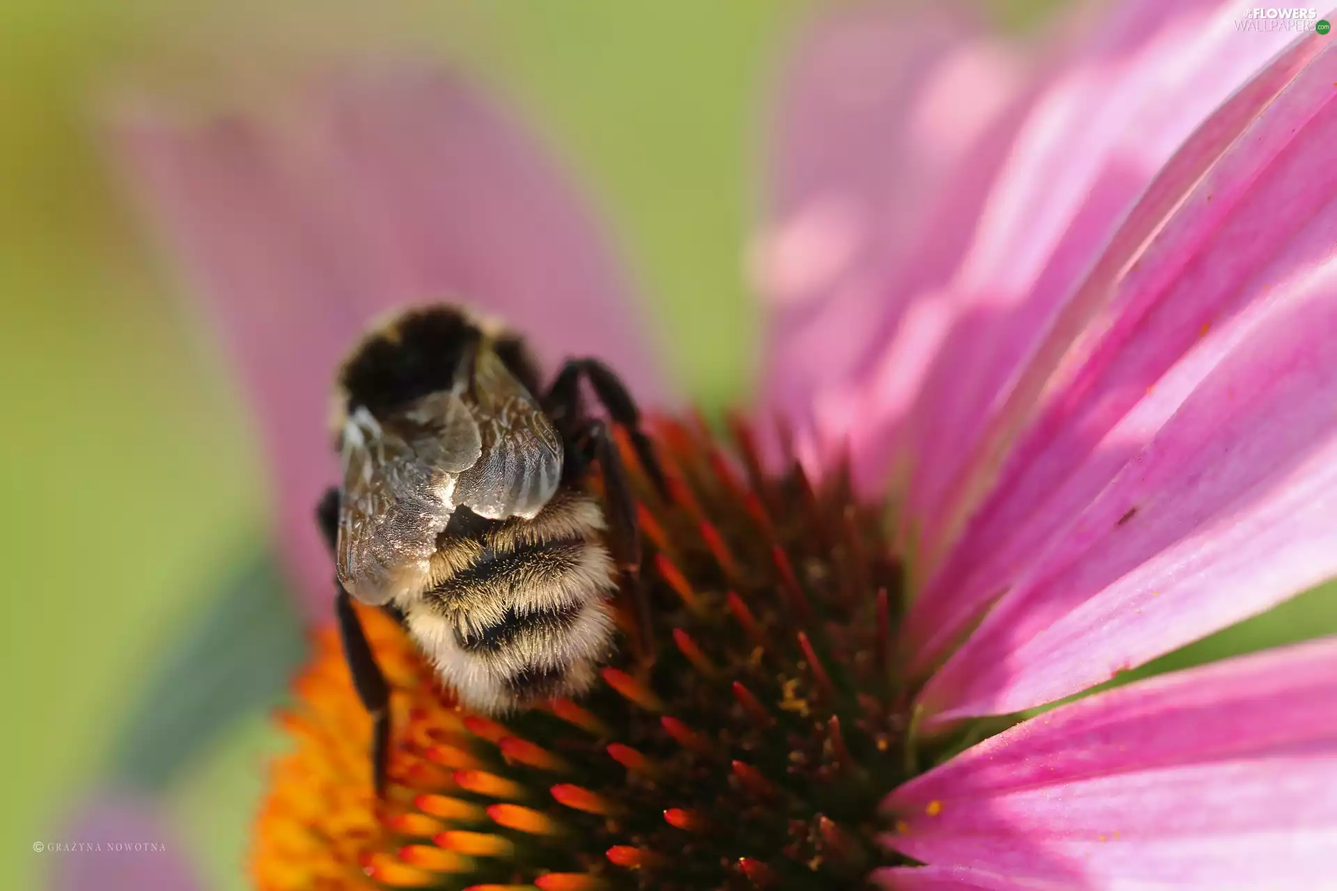 echinacea, bee, Colourfull Flowers