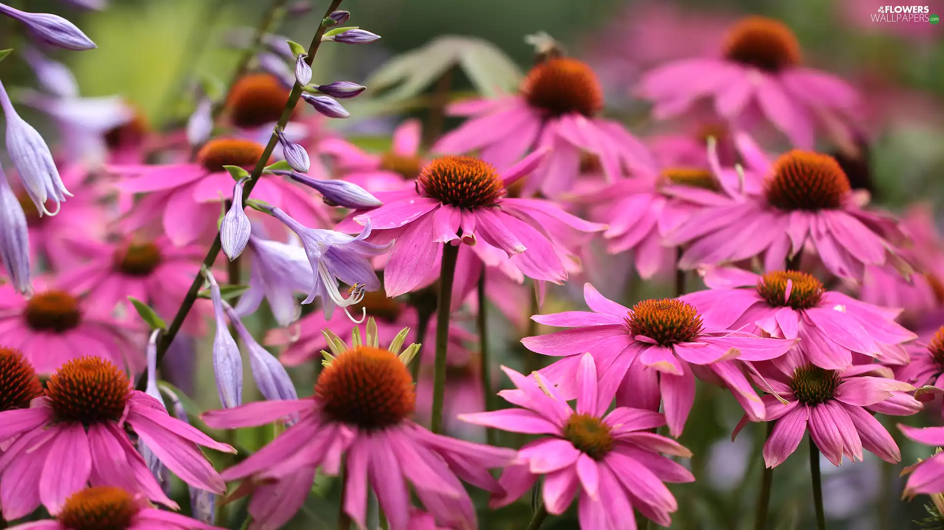 Flowers, Funkia, echinacea