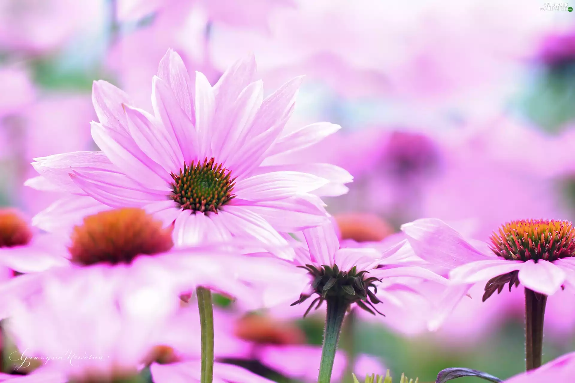 Flowers, Pink, echinacea