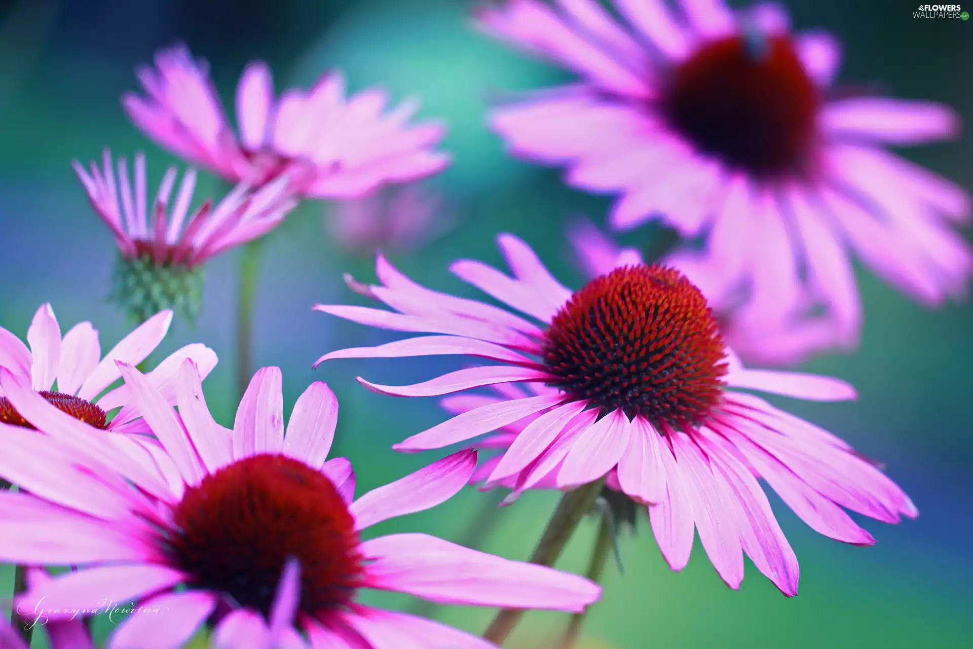 Flowers, Pink, echinacea