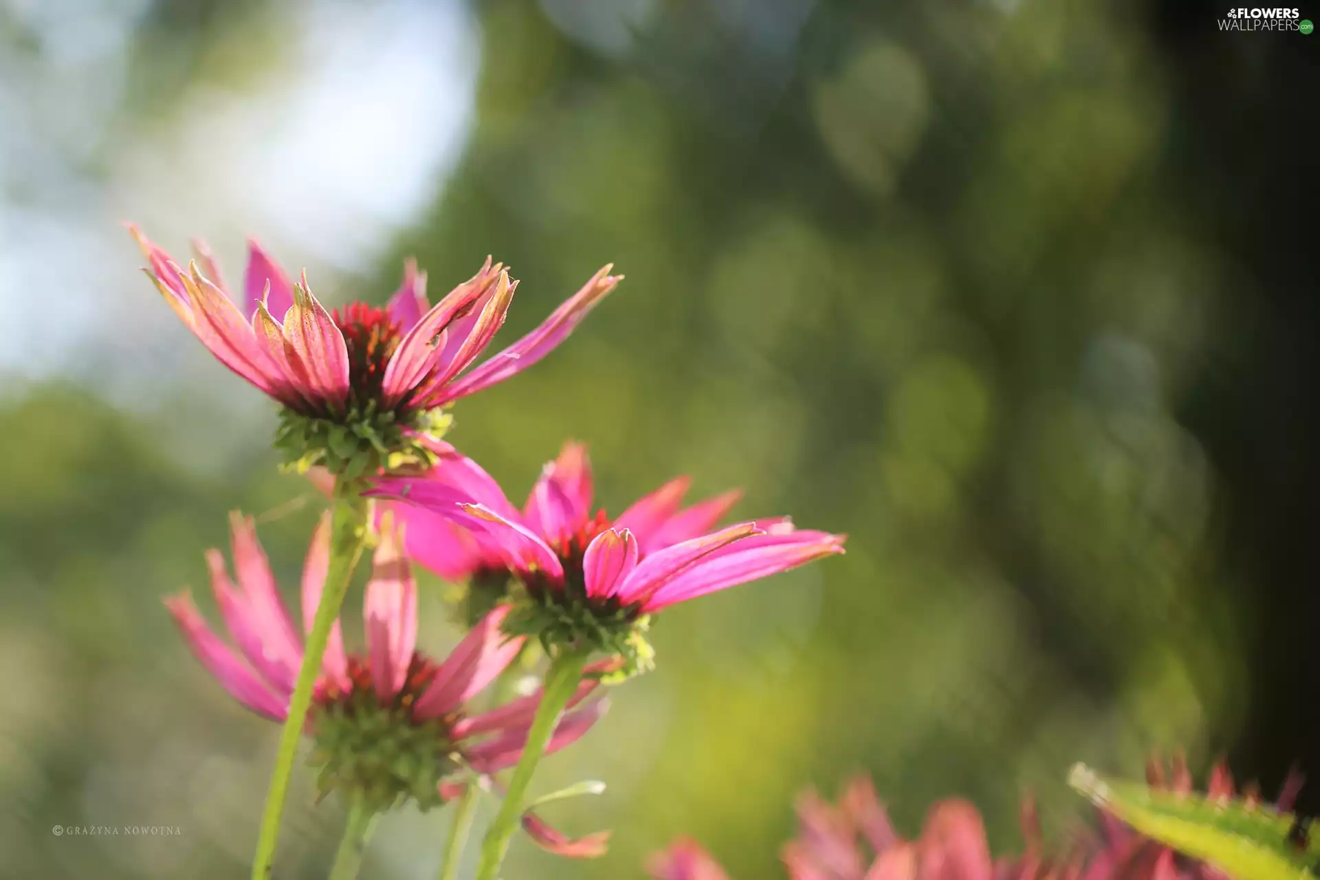 Flowers, Pink, echinacea