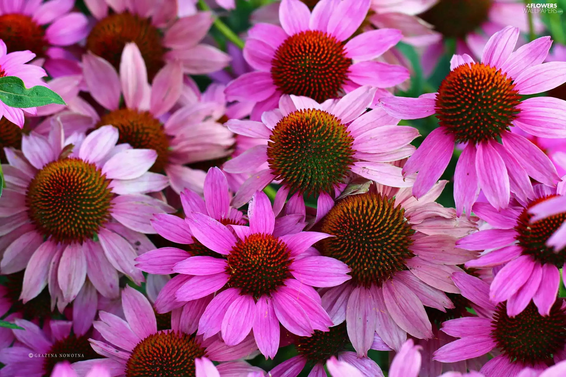 Flowers, Pink, echinacea