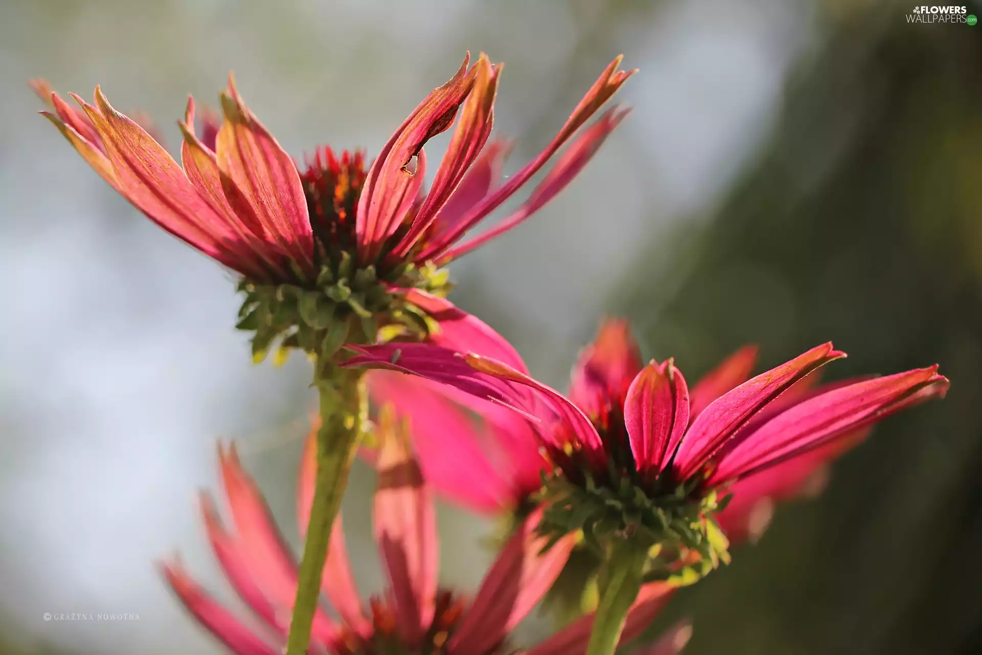 Flowers, Pink, echinacea