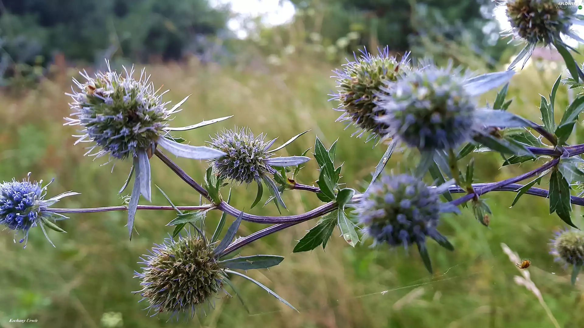 Flowers, Echinops