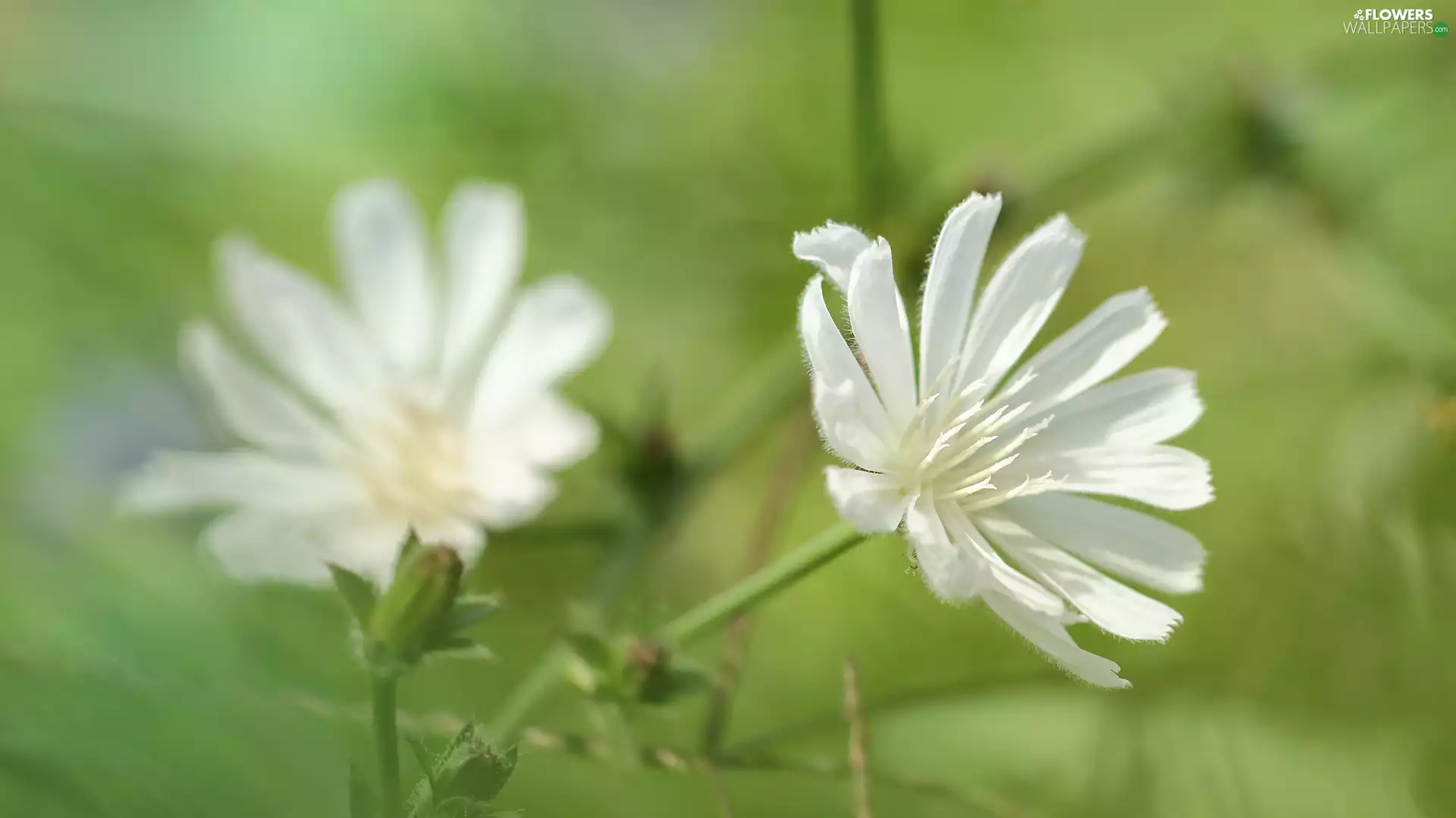Flowers, White, endive