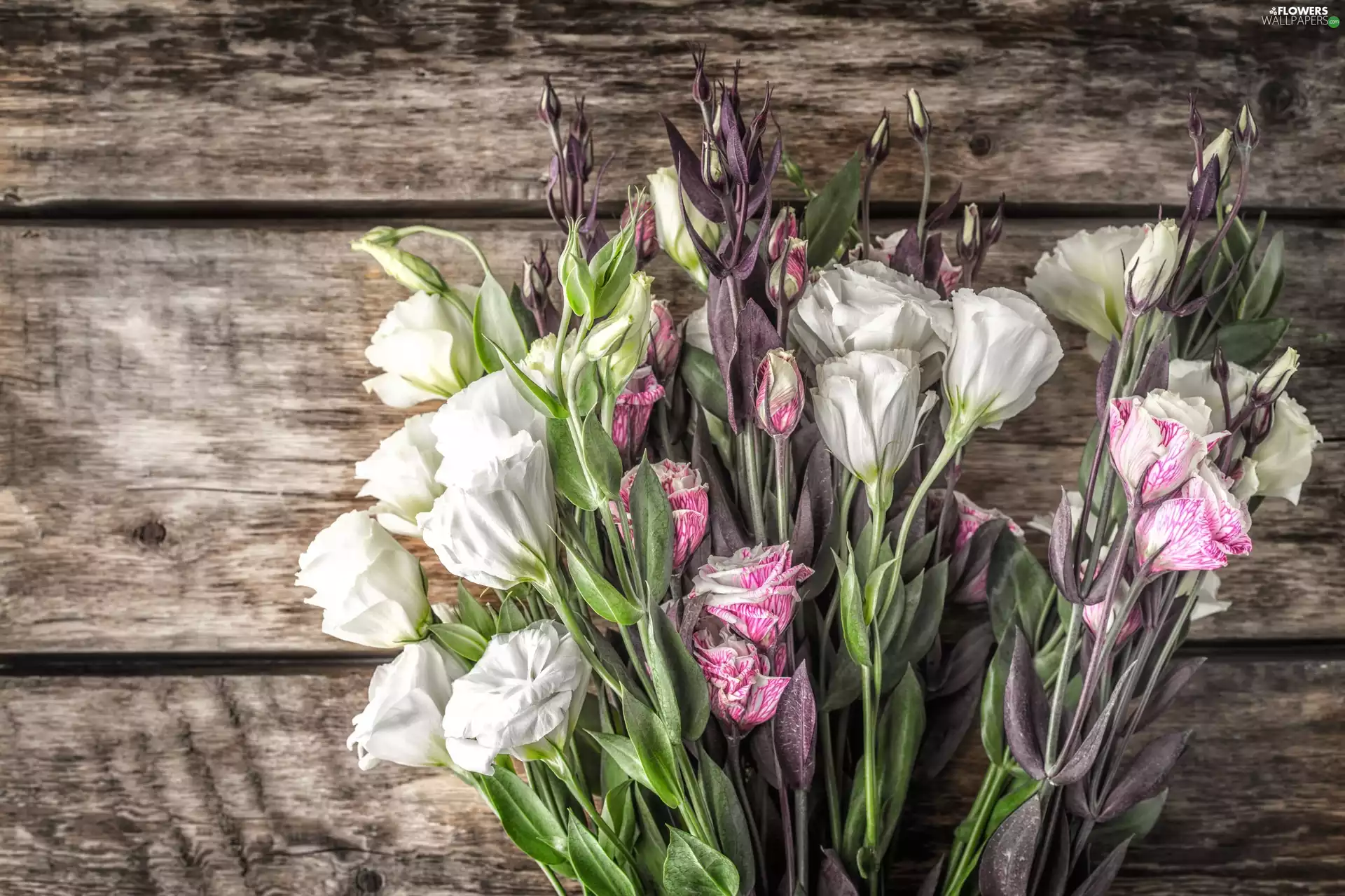 Flowers, Eustoma