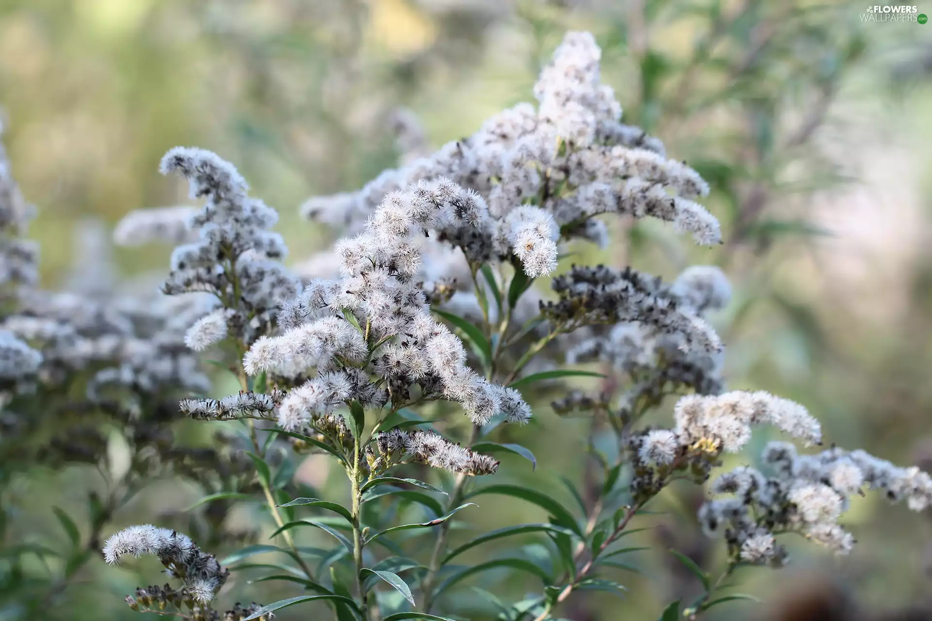 Flowers, Goldenrod, fades