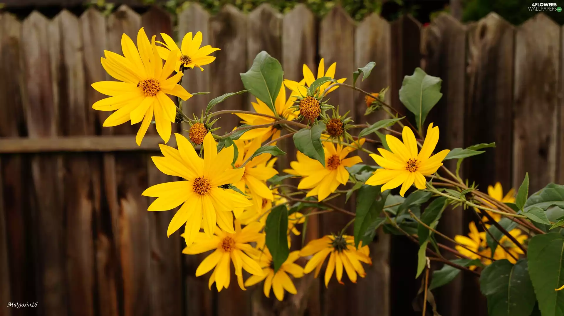 Jerusalem Artichokes, Fance, Flowers, Sunflower decorative, Yellow