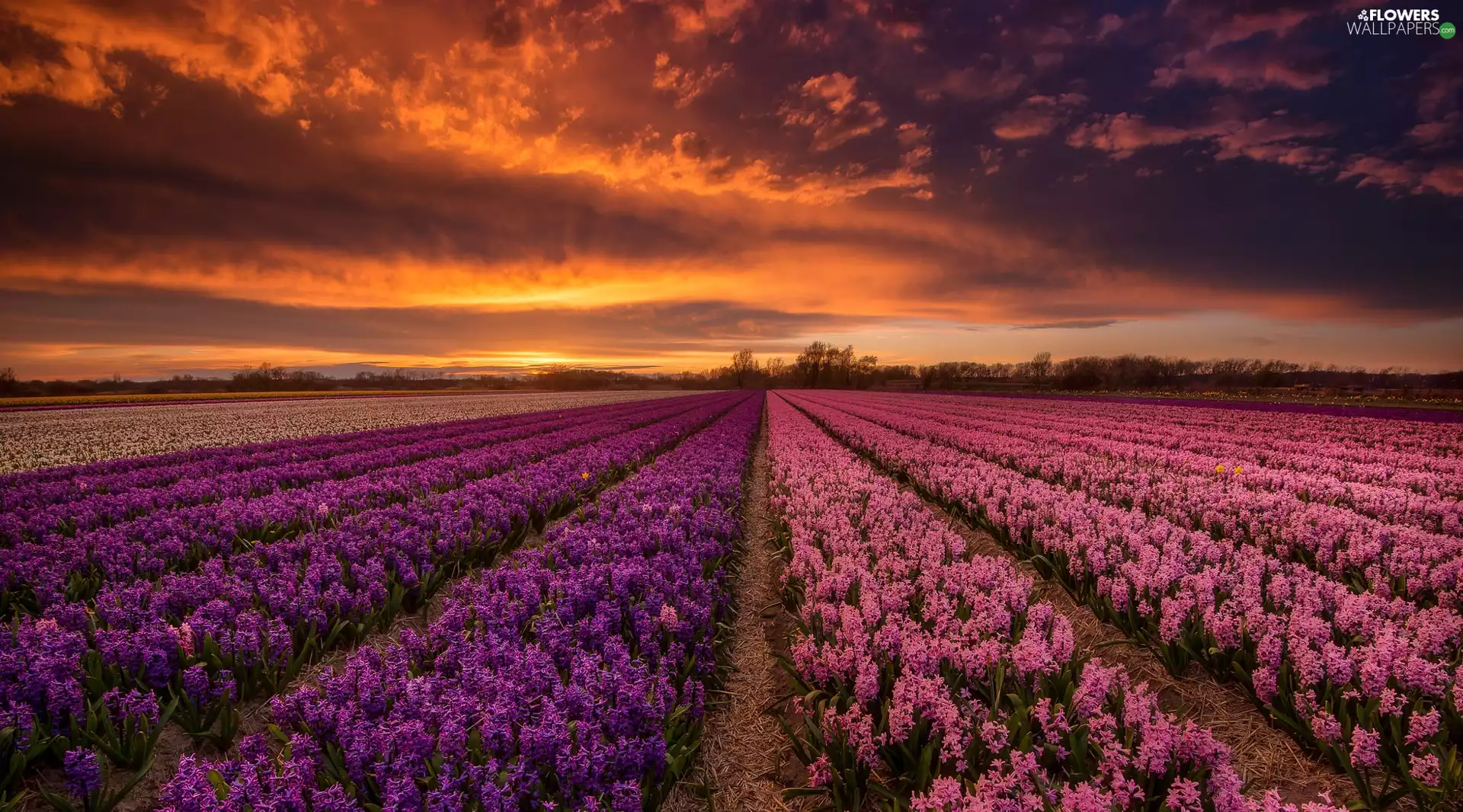 Great Sunsets, clouds, Flowers, Hyacinths, Field