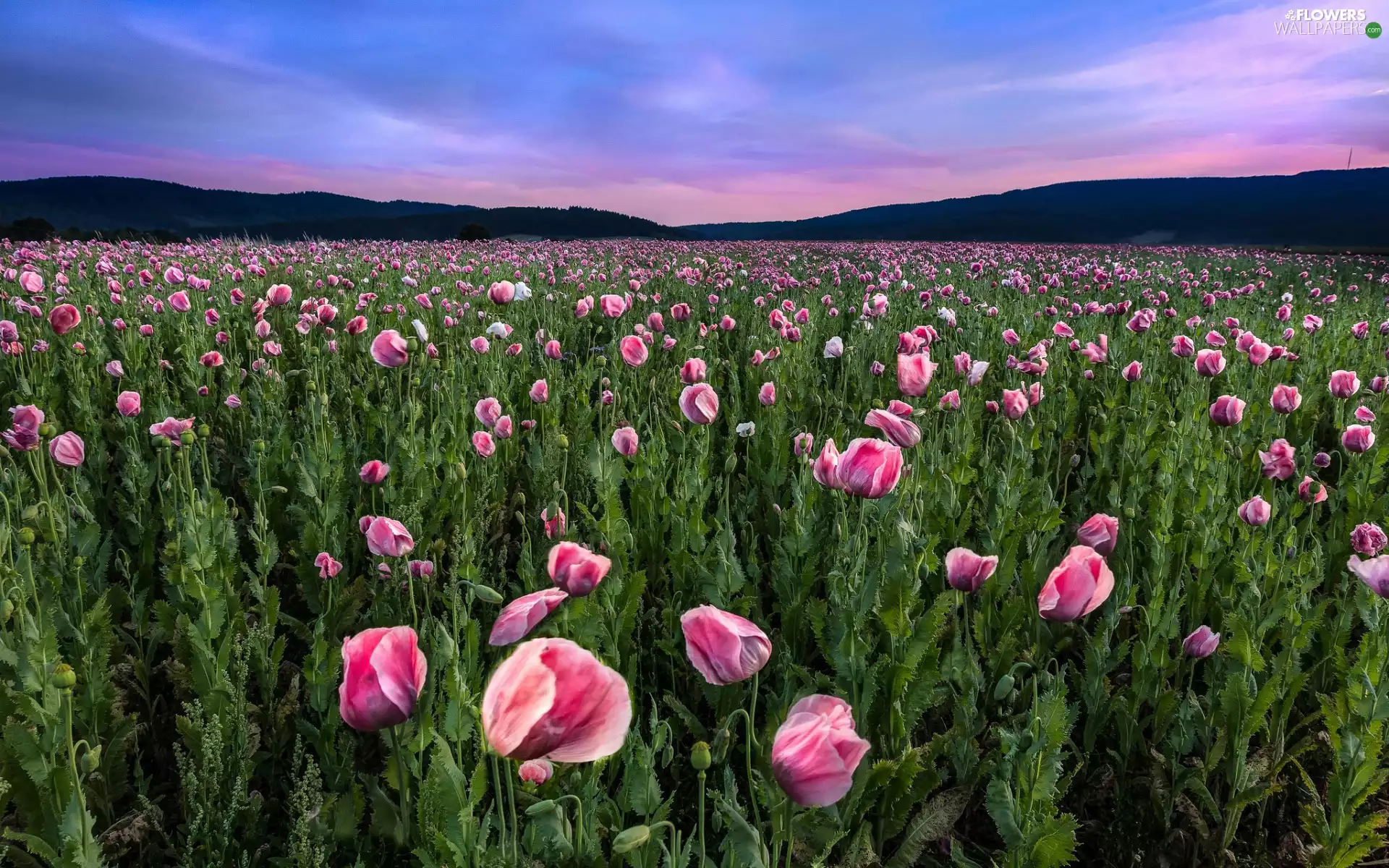 The Hills, clouds, Flowers, papavers, Field