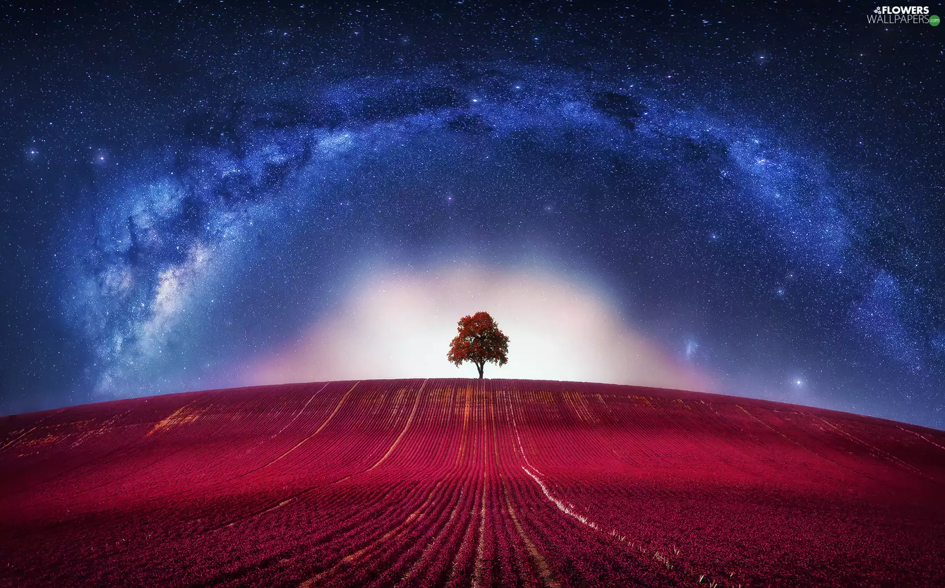 Field, trees, clouds, Flowers