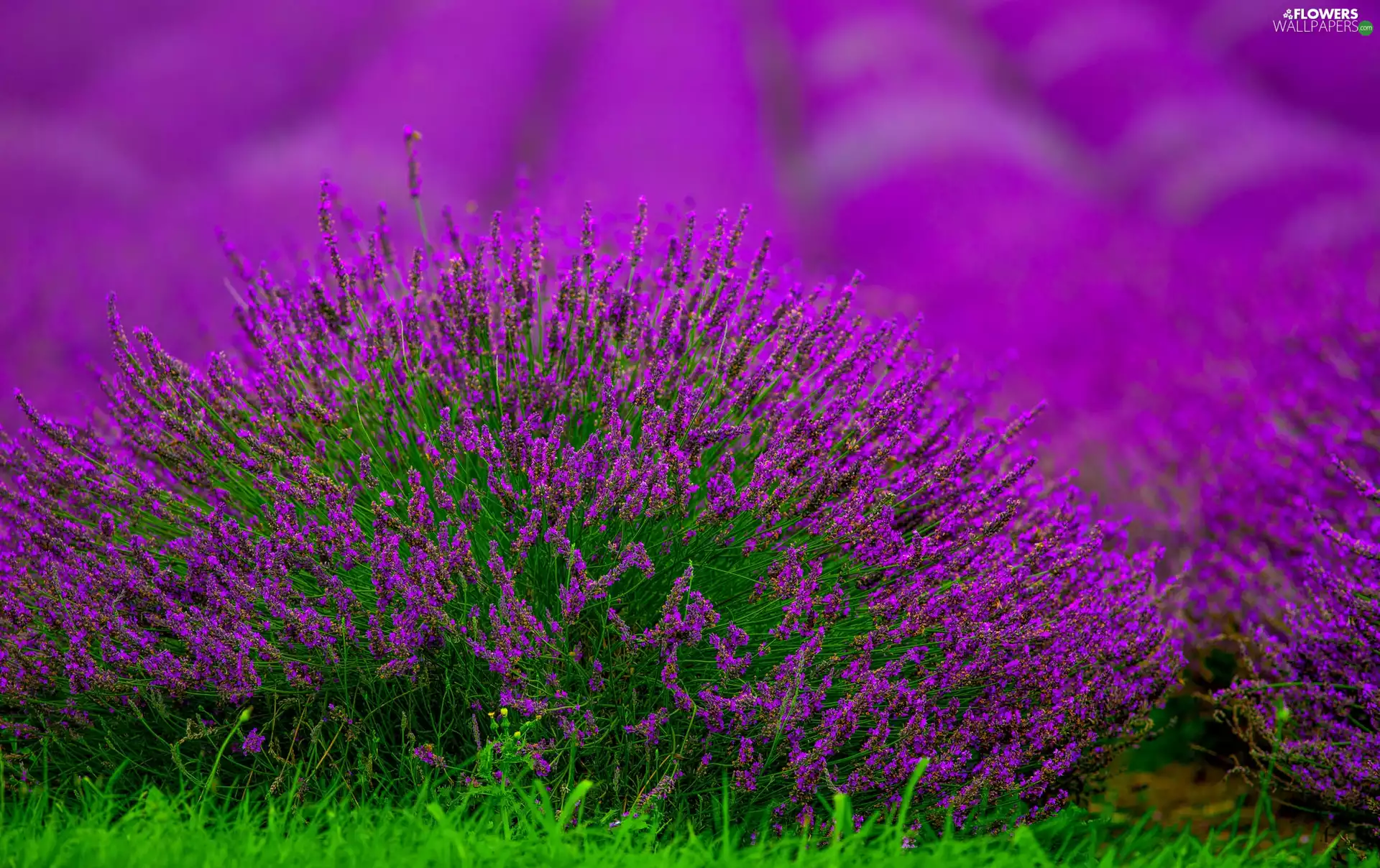 Field, lavender, cluster, Flowers