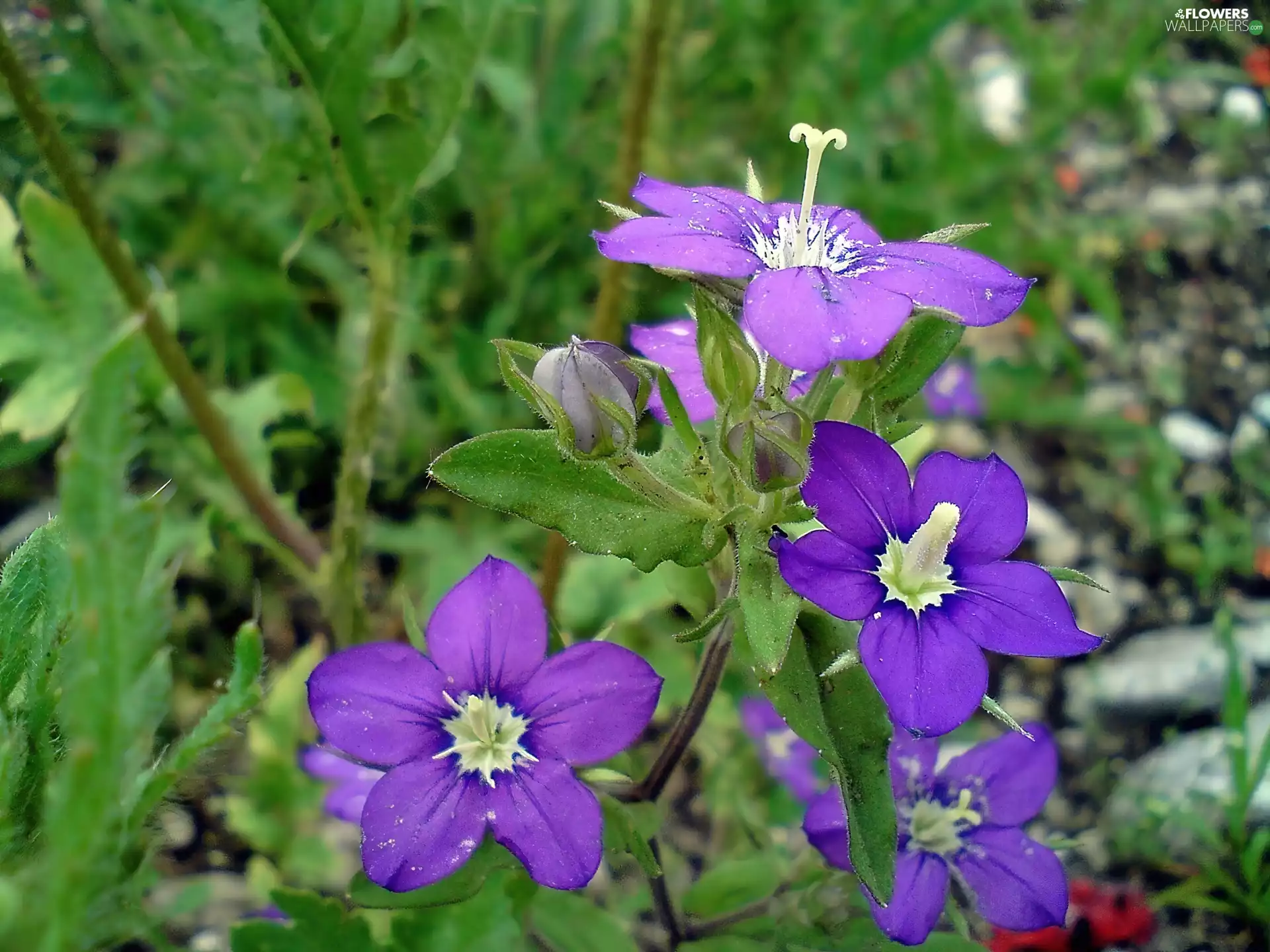 field, geranium, Colourfull Flowers