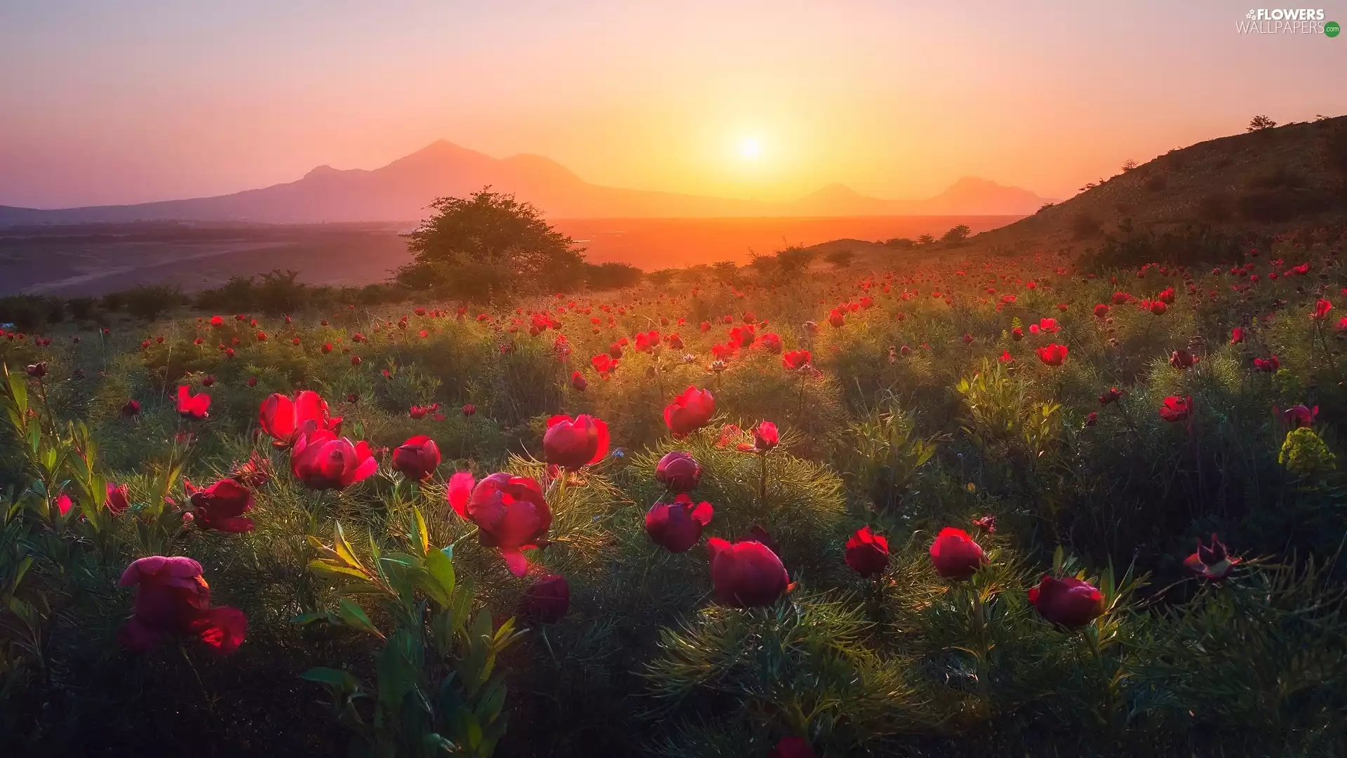 trees, Mountains, Peonies, Field, Great Sunsets, Flowers, Meadow