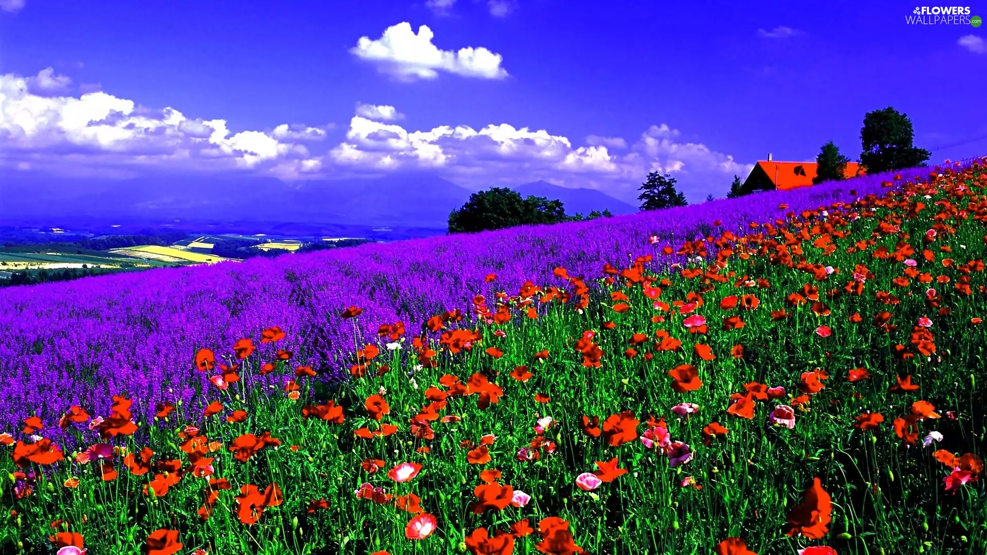 Field, lavender, papavers, Flowers