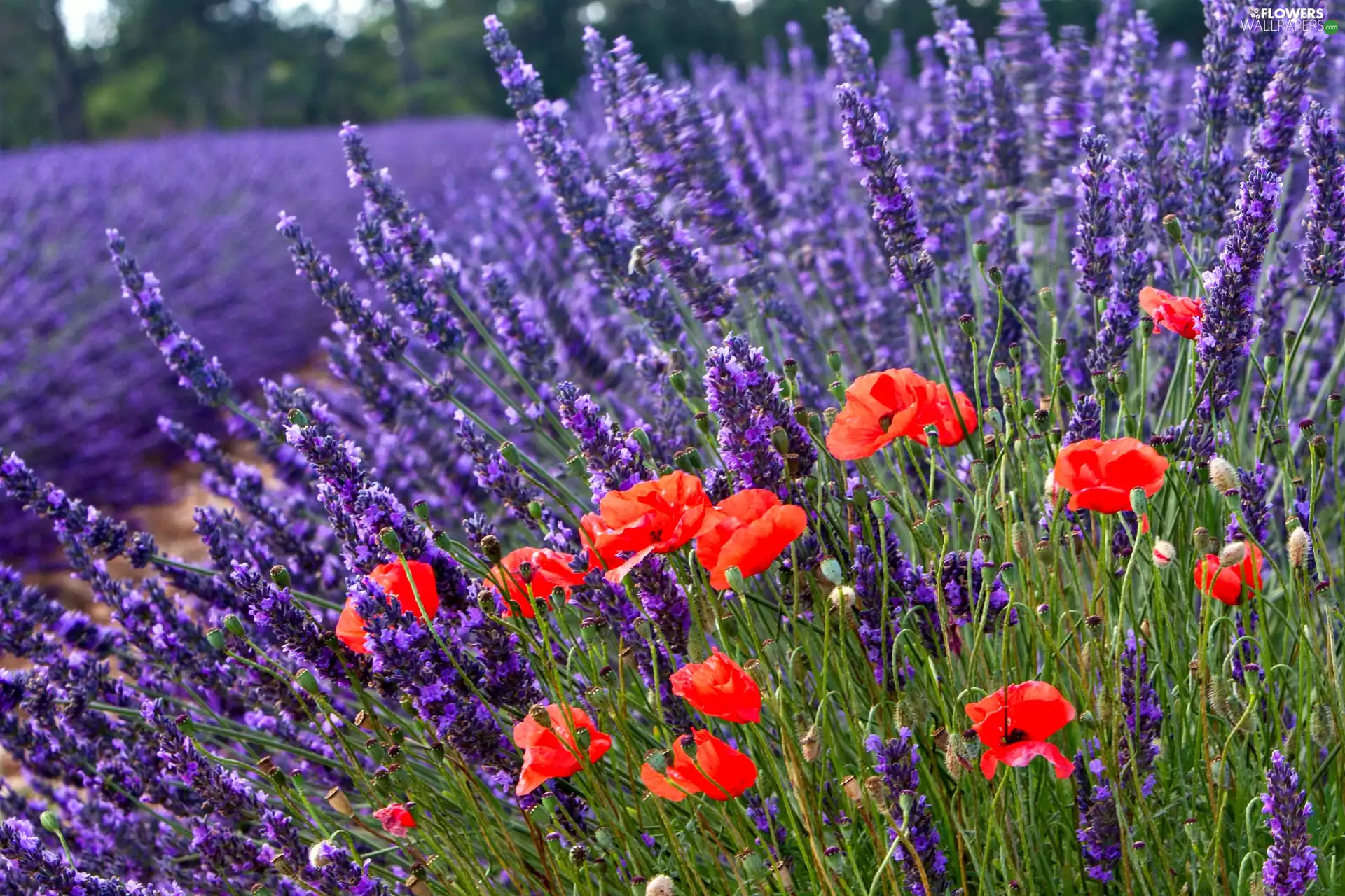 Field, lavender, papavers, Flowers