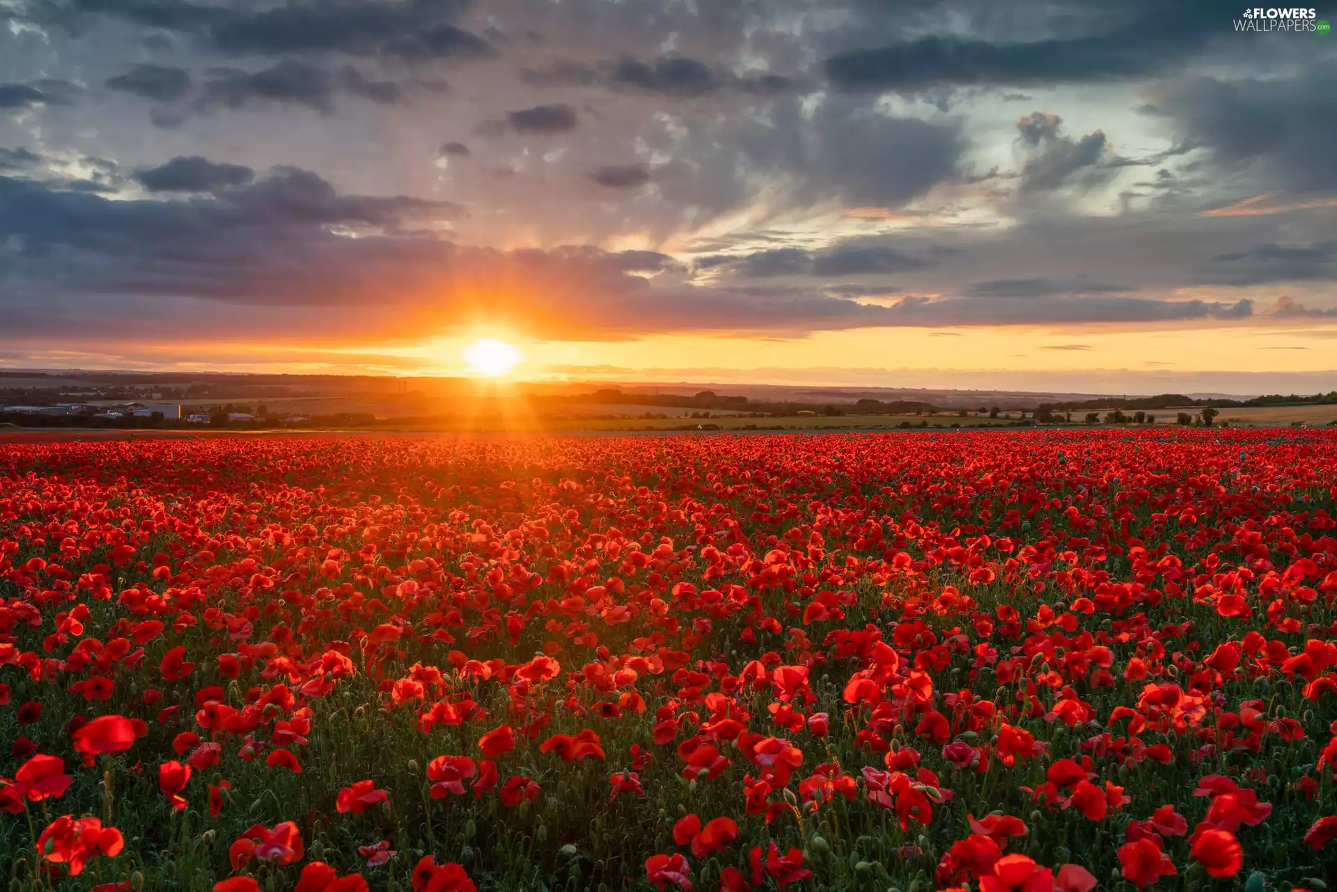 clouds, Great Sunsets, Flowers, papavers, Field