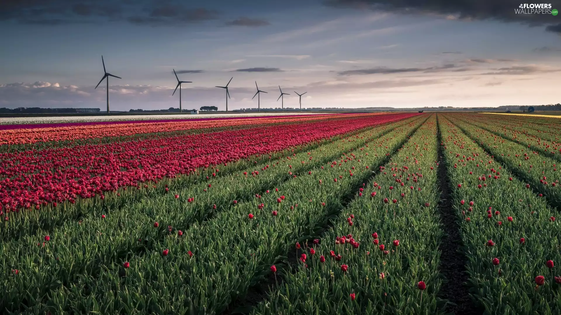 Field, Tulips, Windmills, Flowers