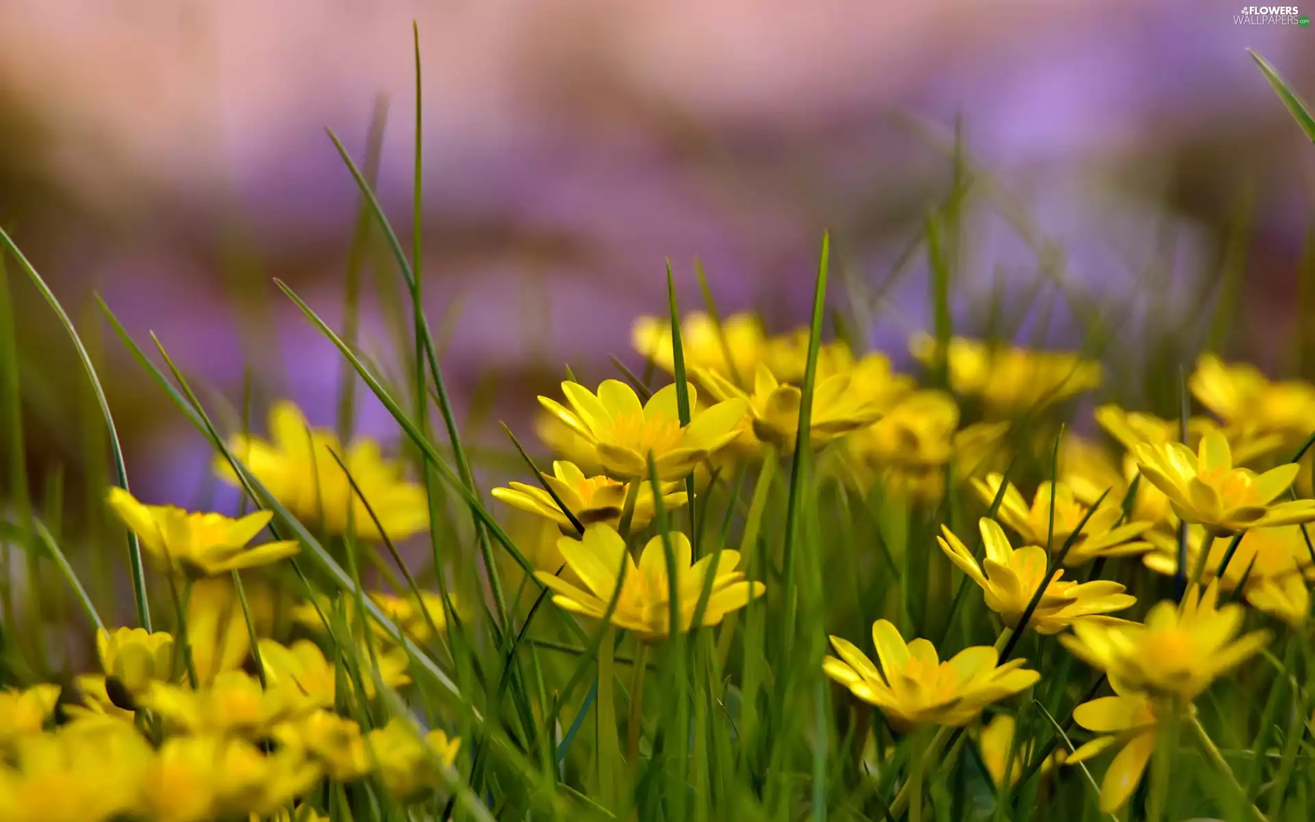 fig buttercup, Yellow, Flowers