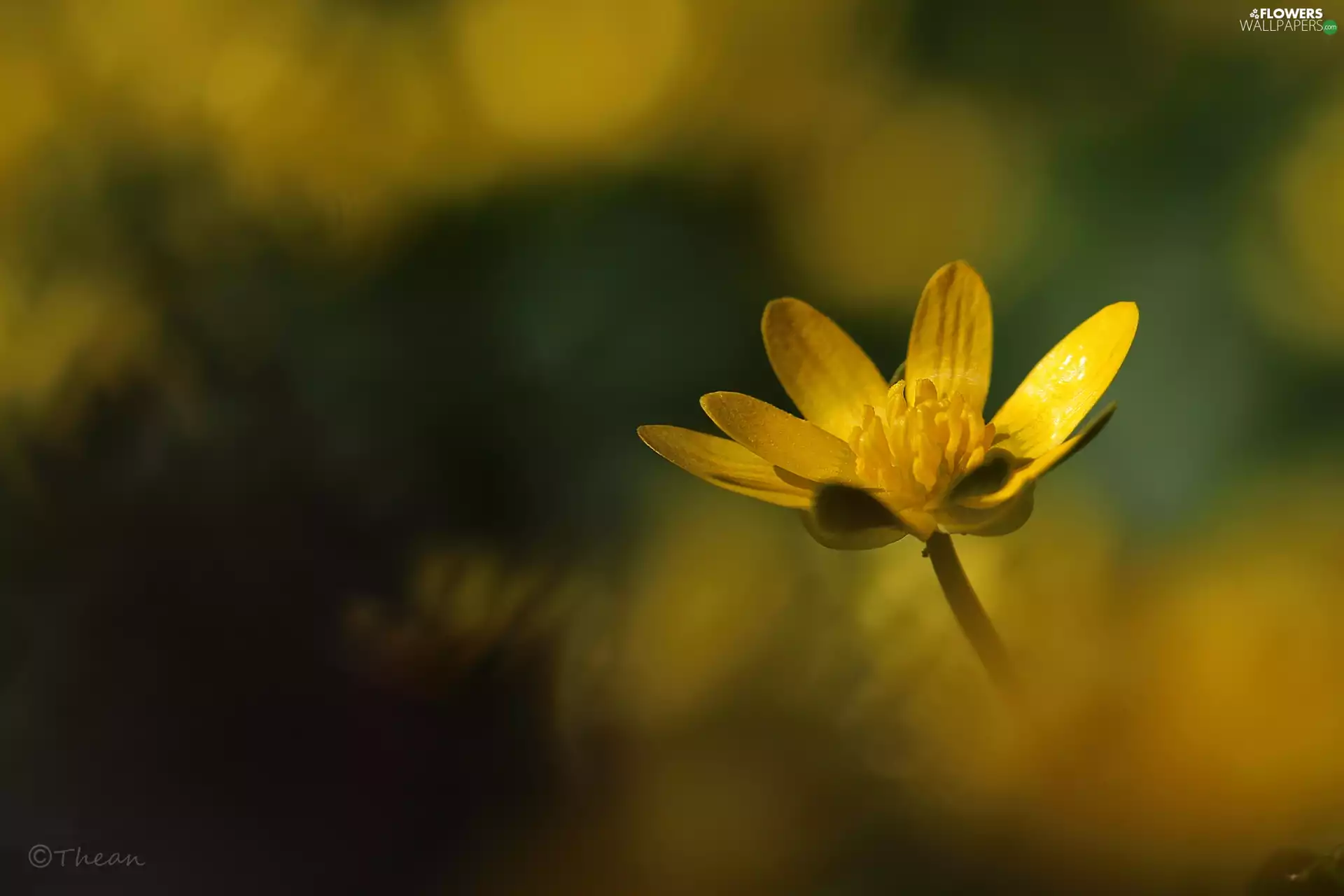 Colourfull Flowers, fig buttercup, Yellow