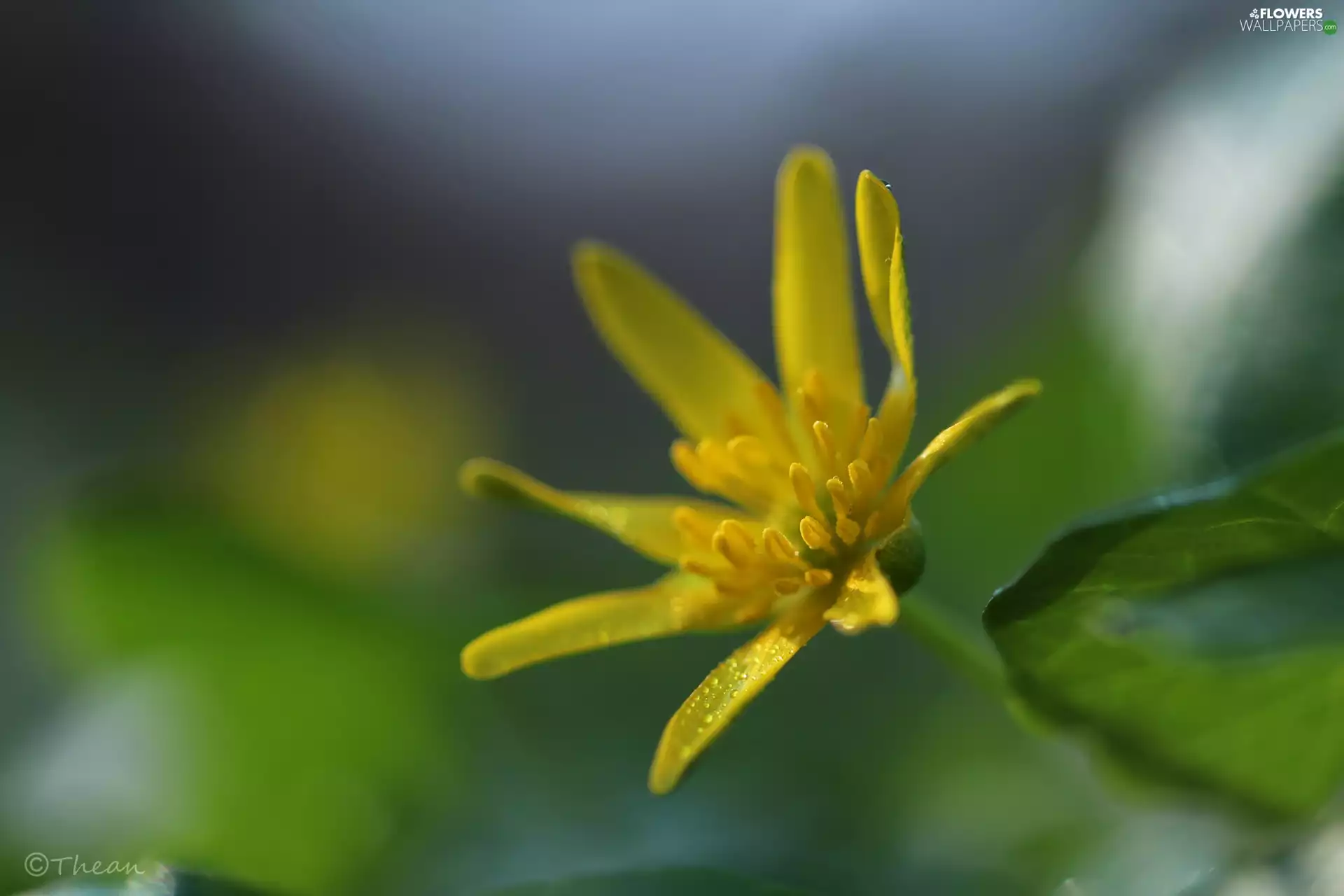 Colourfull Flowers, fig buttercup, Yellow