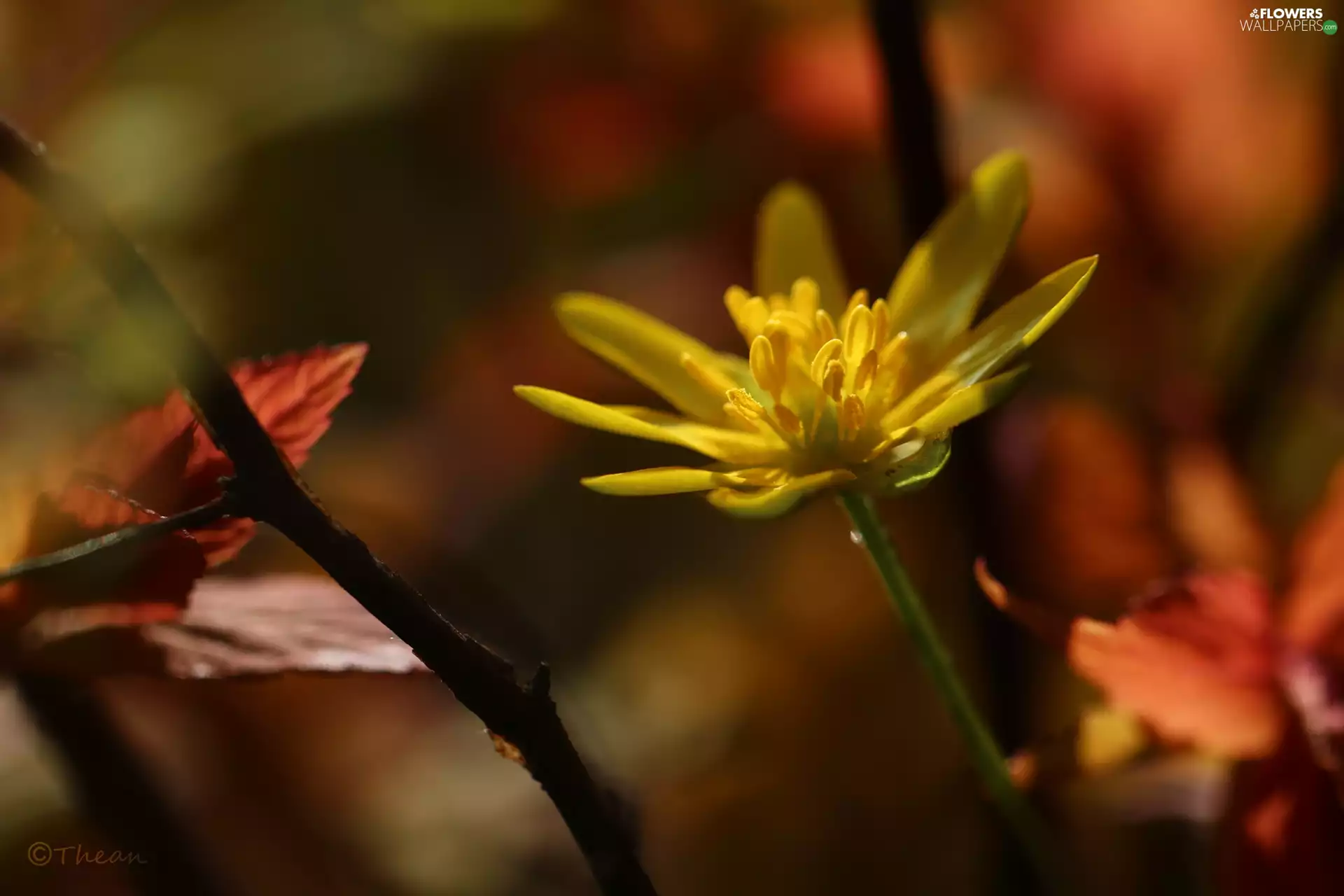Colourfull Flowers, fig buttercup, Yellow