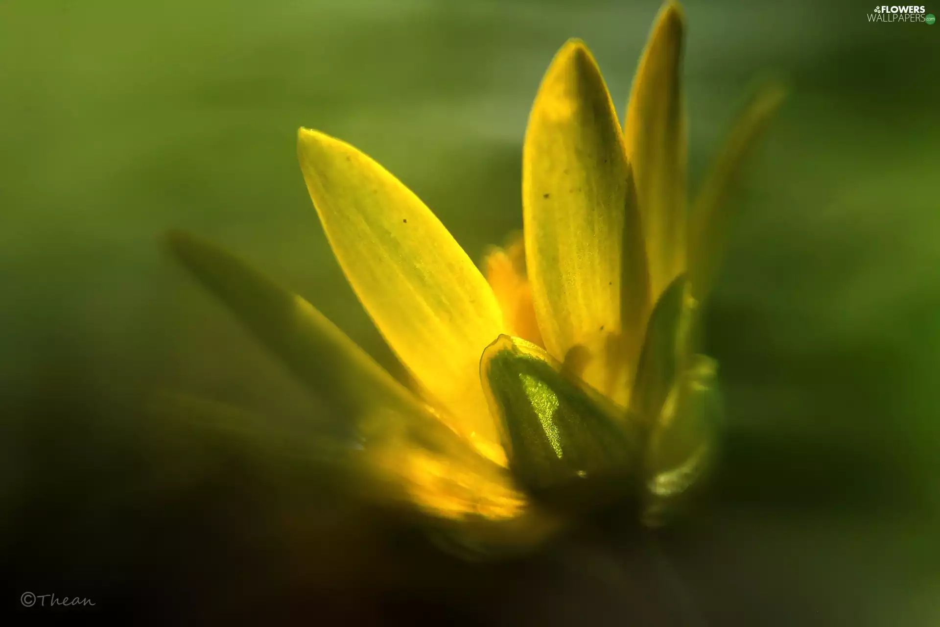 Colourfull Flowers, fig buttercup, Yellow