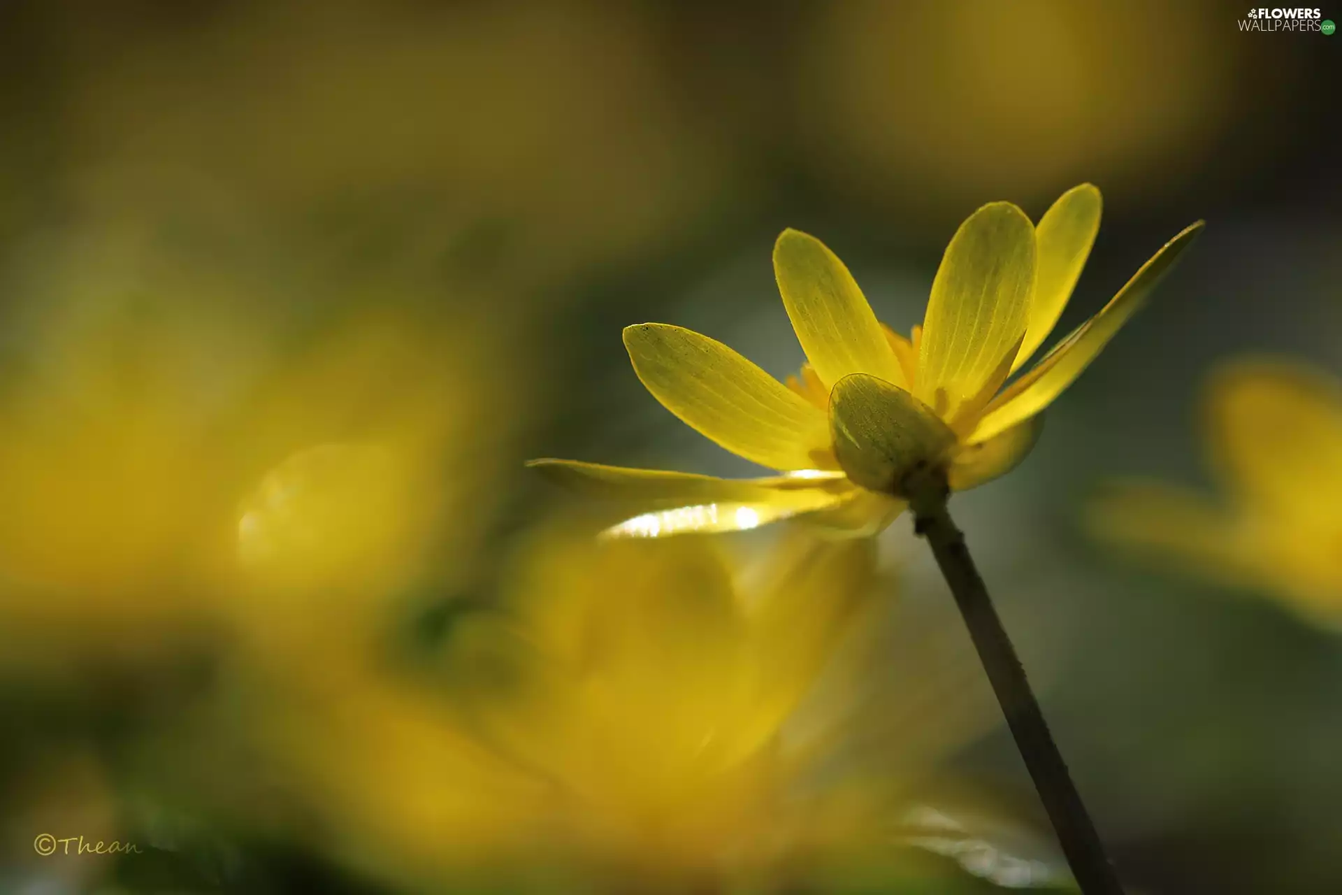 Colourfull Flowers, fig buttercup, Yellow