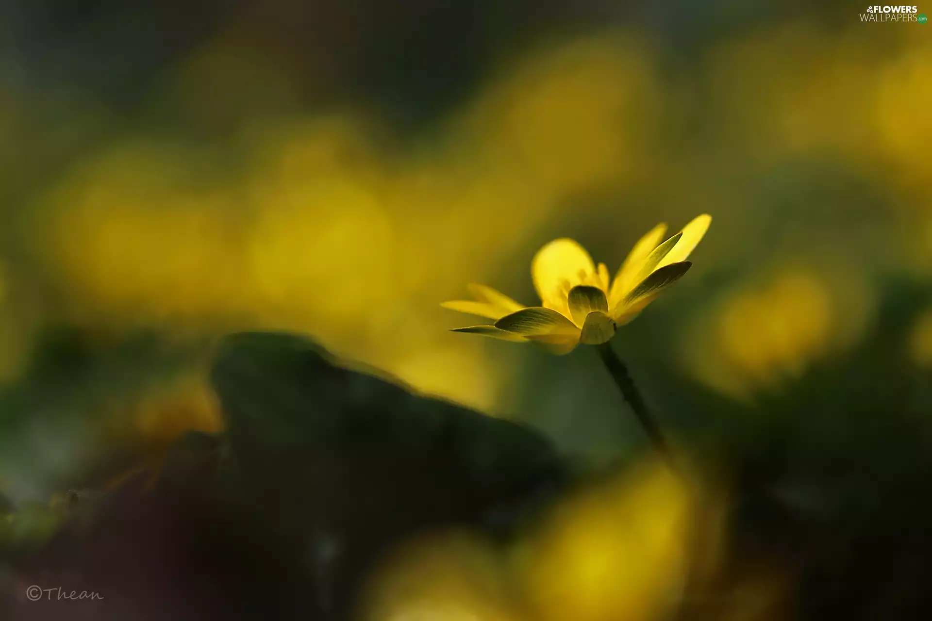 Colourfull Flowers, fig buttercup, Yellow
