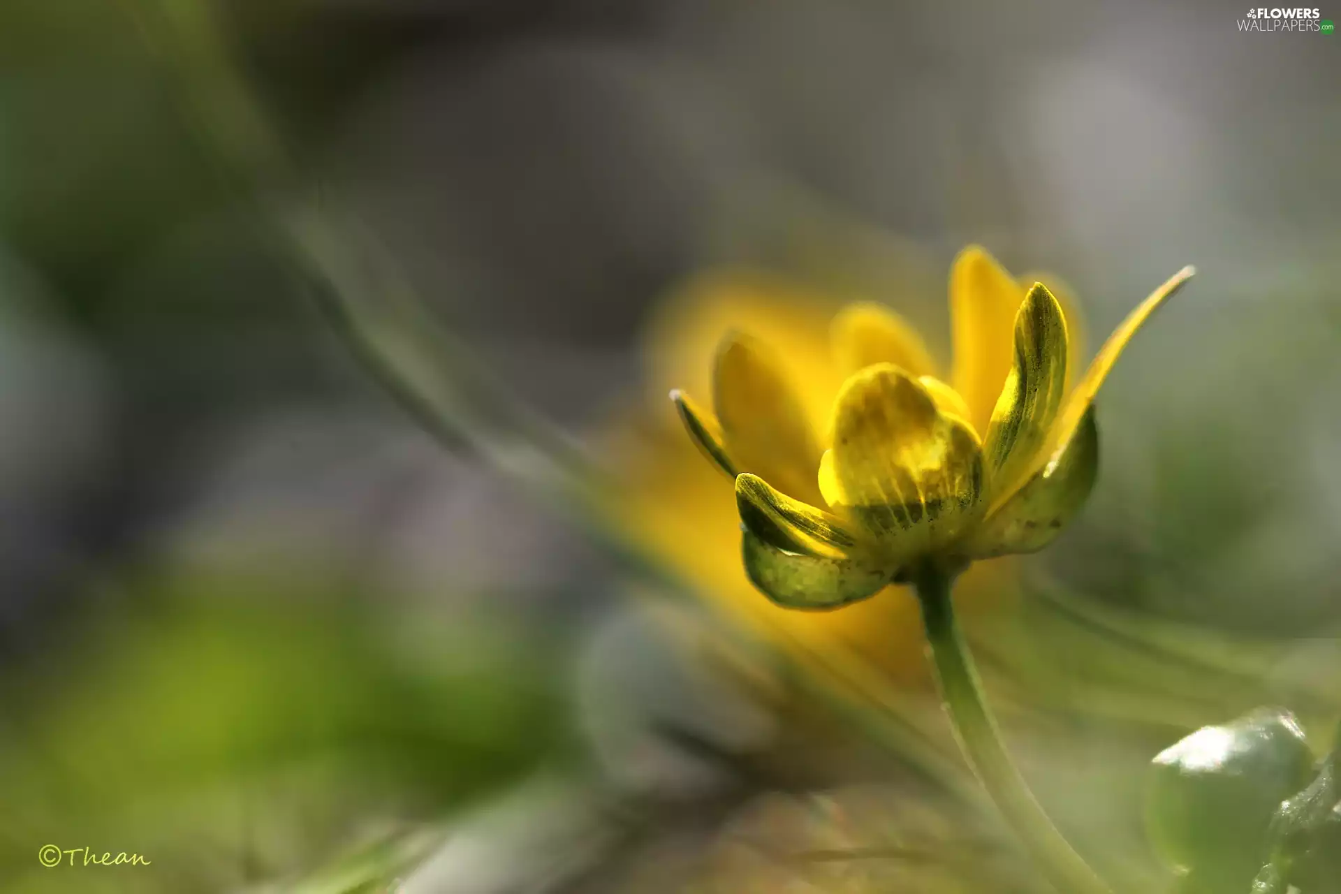 Colourfull Flowers, fig buttercup, Yellow