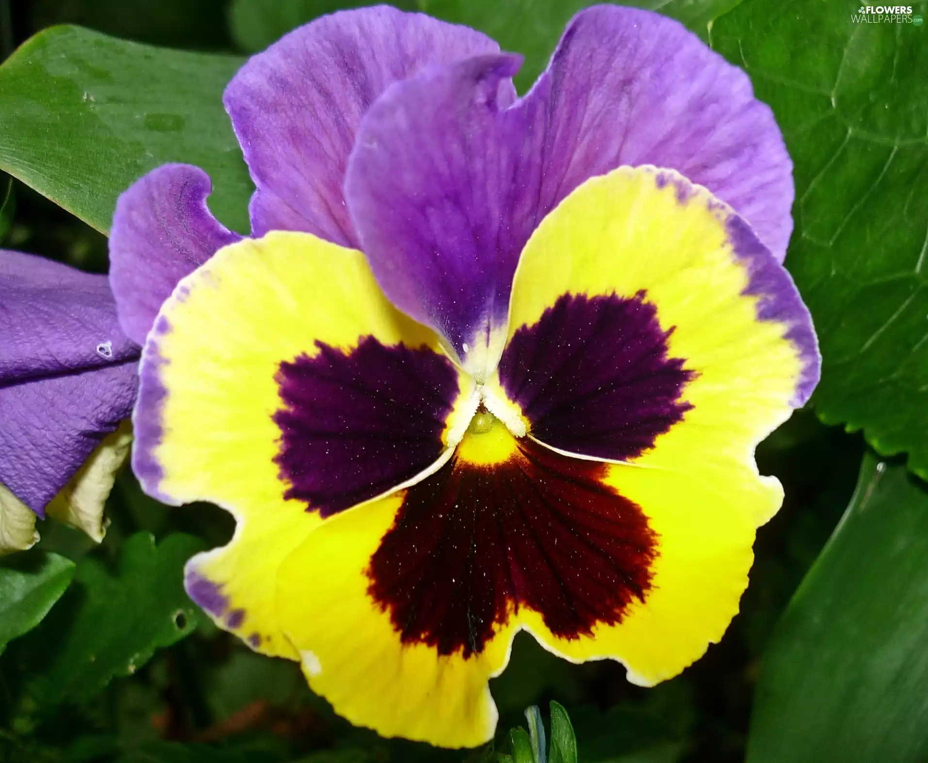 flakes, pansy, Colourfull Flowers
