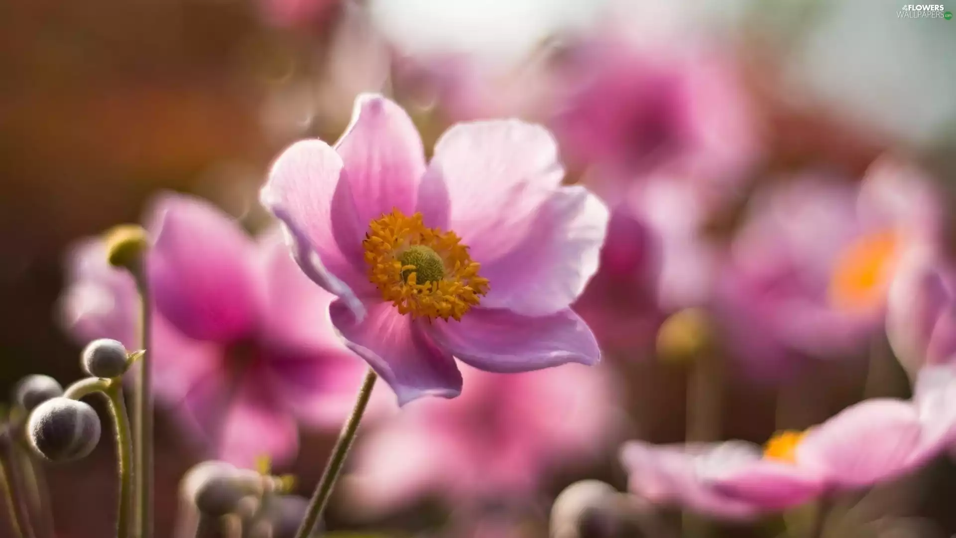 flakes, Pink, Colourfull Flowers