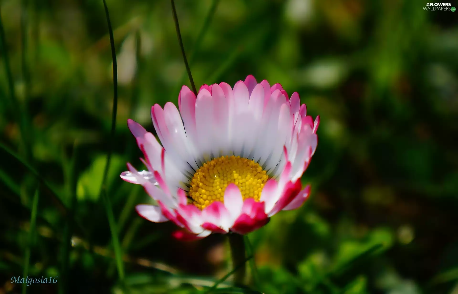 Colourfull Flowers, flakes, Blossoming, daisy
