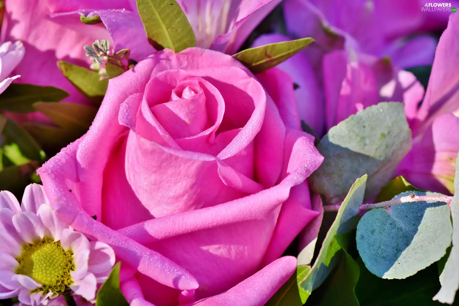 Colourfull Flowers, flakes, rose, Pink