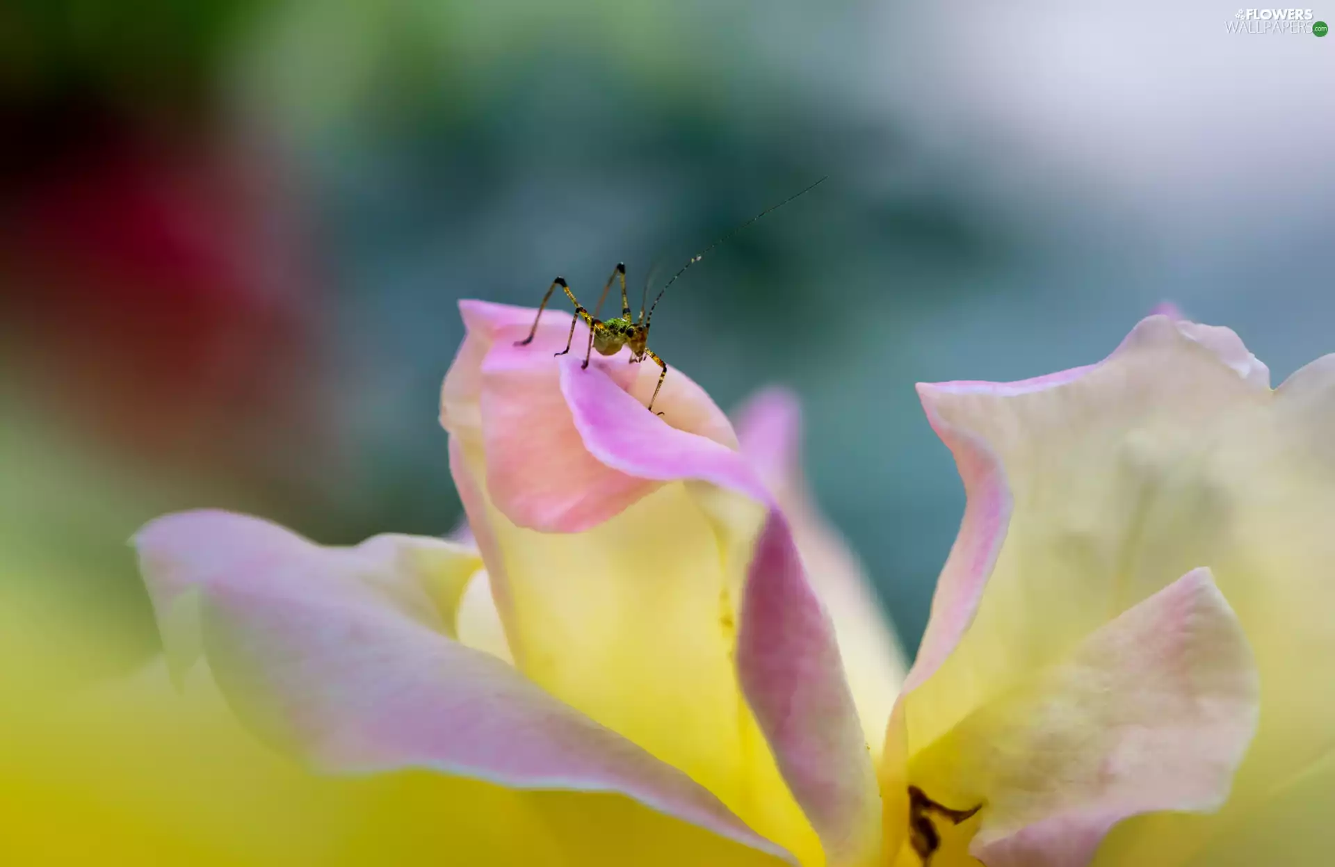 Colourfull Flowers, flakes, Insect, rose