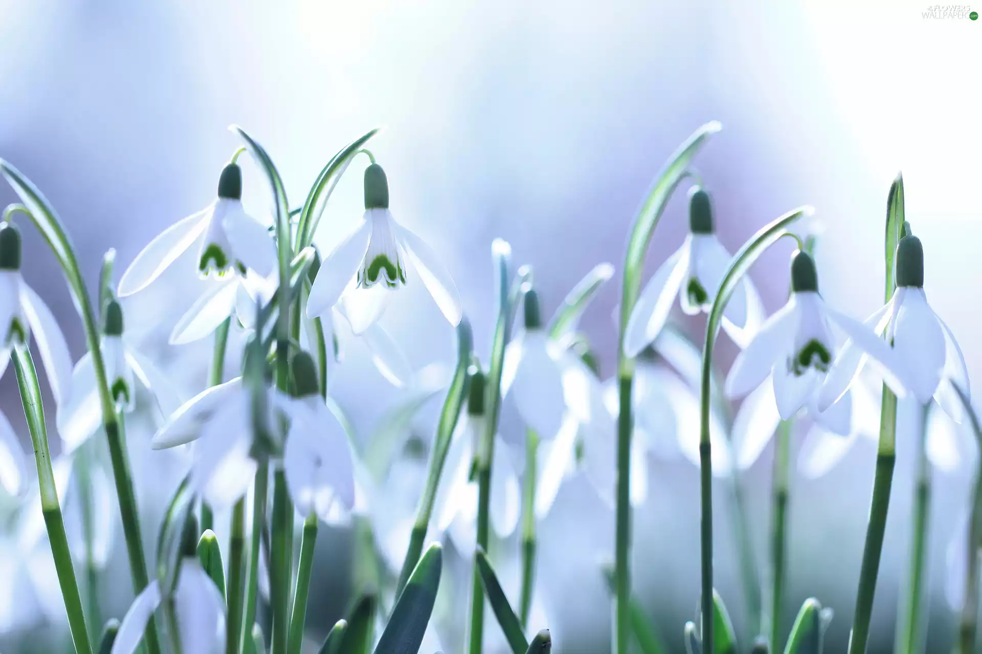 ligh, White, flash, Flowers, snowdrops, sun, luminosity