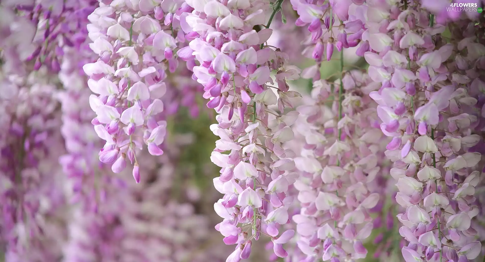 Flowers, Wisteria Floral