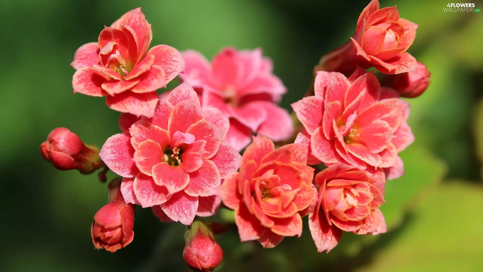 flourishing, Red, Kalanchoe, Flowers