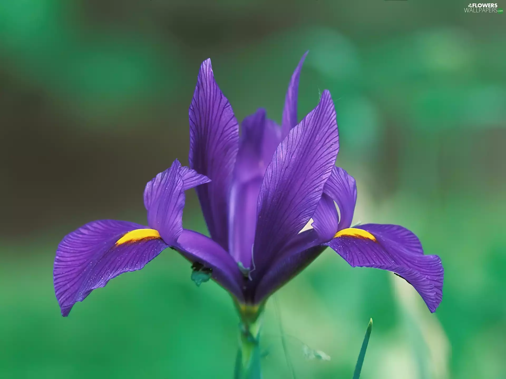 Colourfull Flowers, flower, iris, Violet