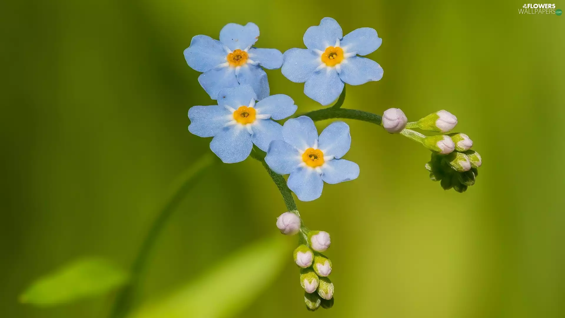 twig, Blue, forget-me-not, Close, Buds, Flowers