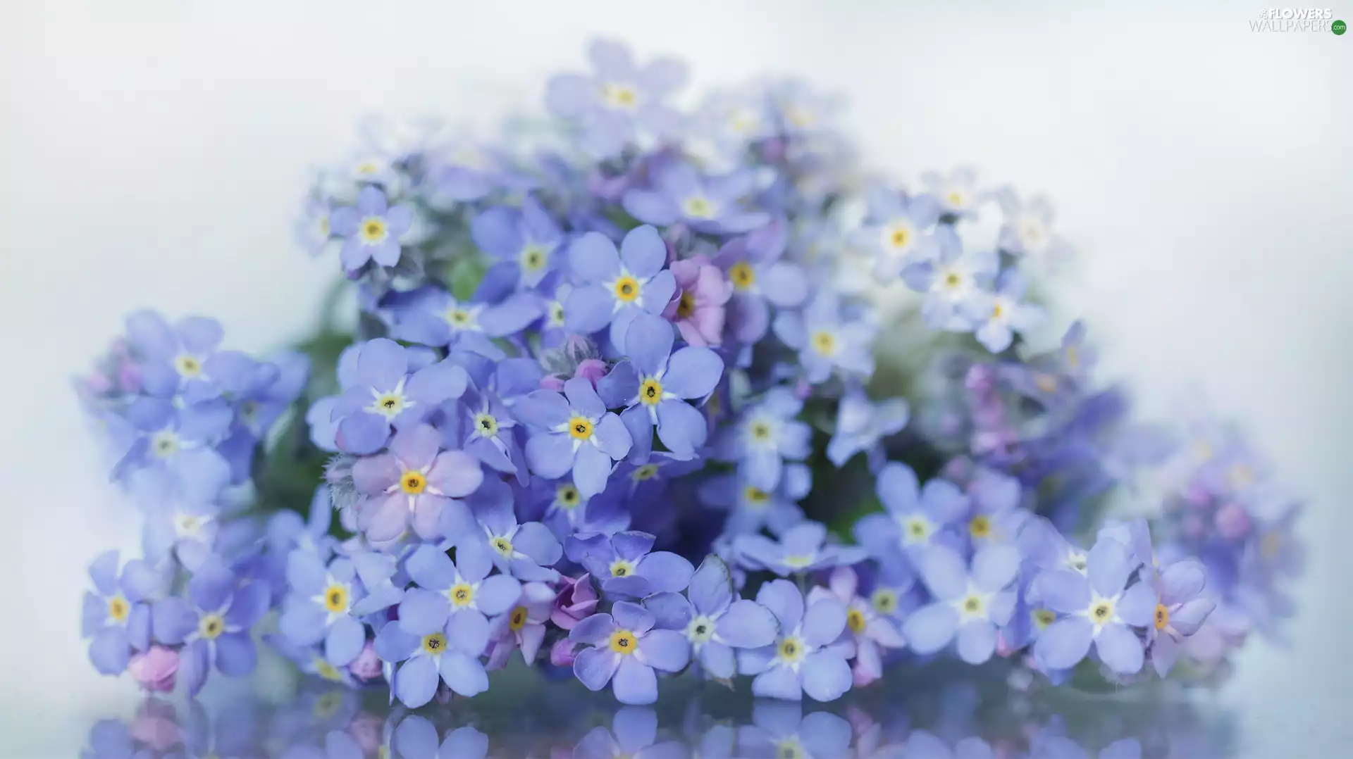 Flowers, Blue, Forget